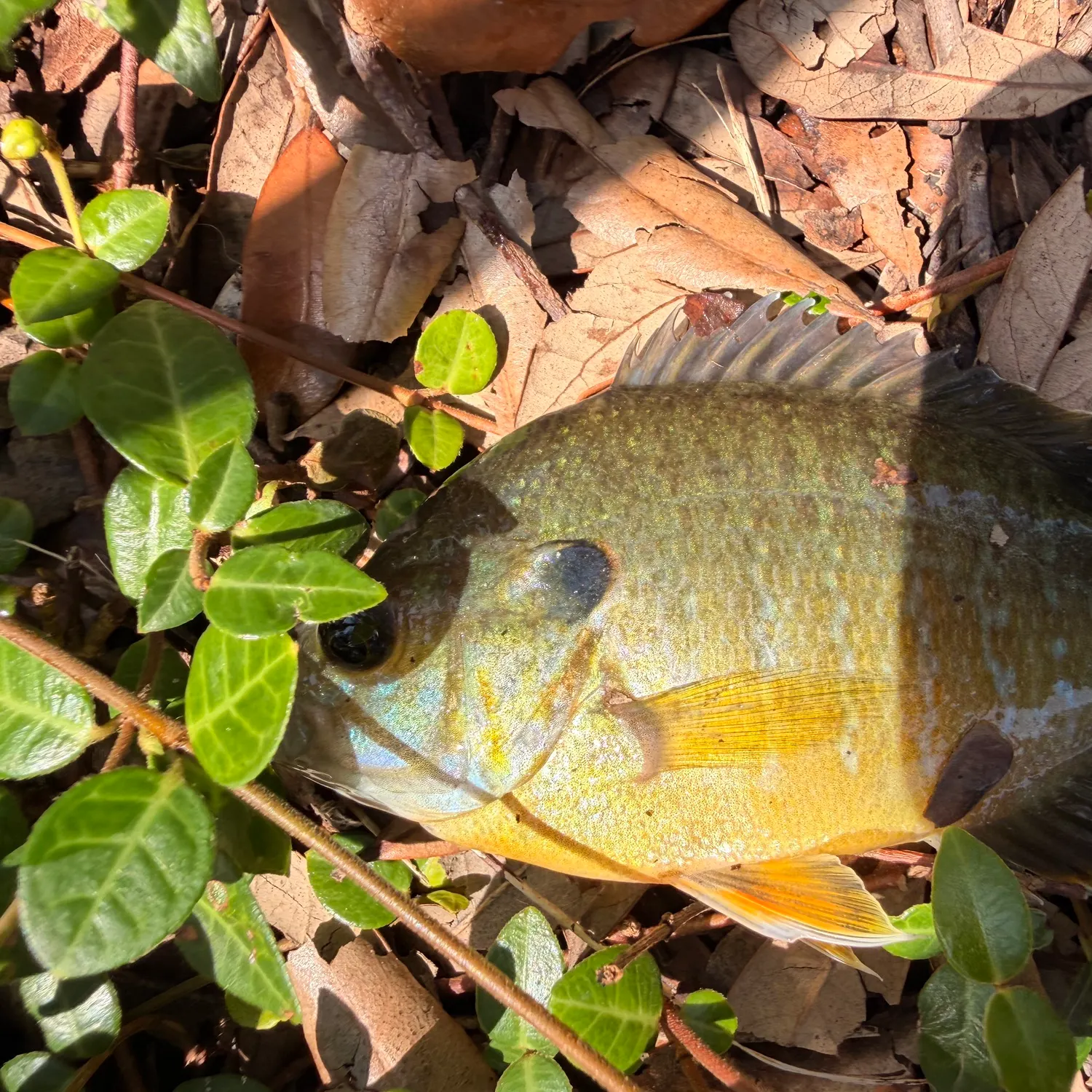 Bluegill caught on Fishbrain