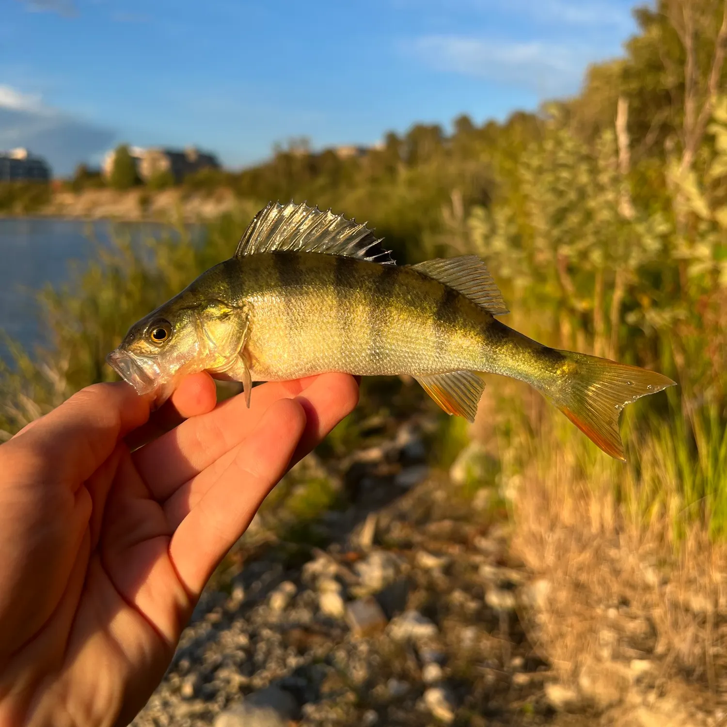 European perch caught on Fishbrain