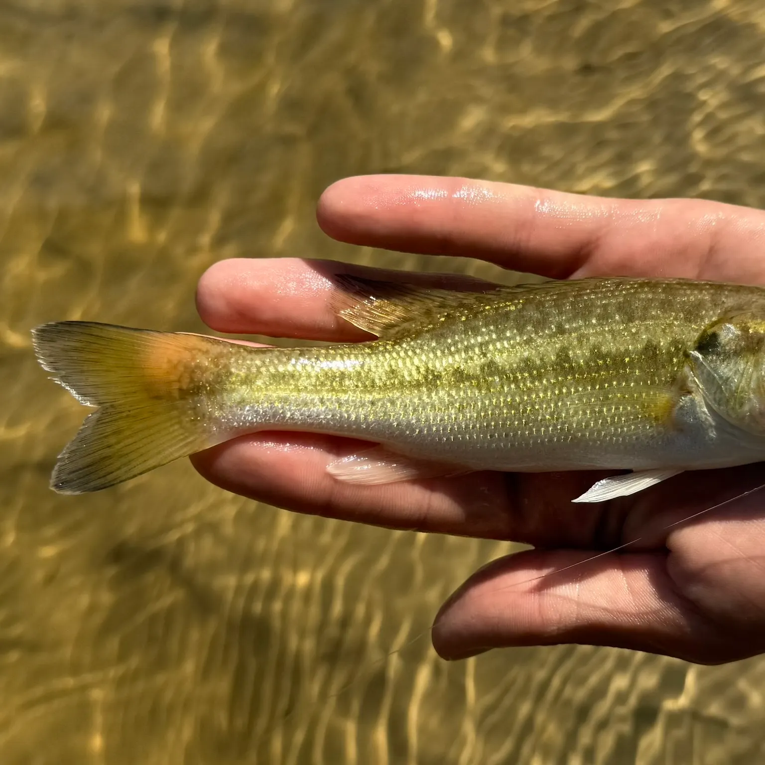 The most recent Choctaw bass catches on Fishbrain