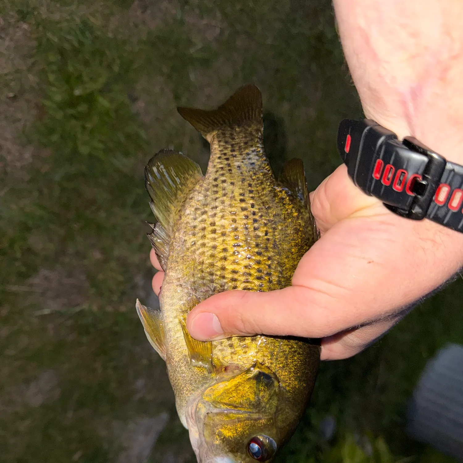 Rock bass caught on Fishbrain