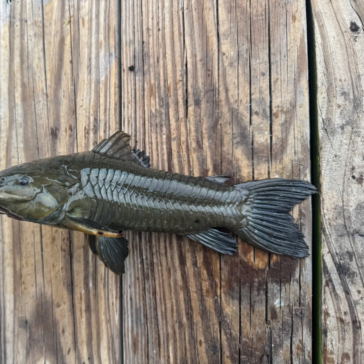 The most recent Brown Hoplo catches on Fishbrain
