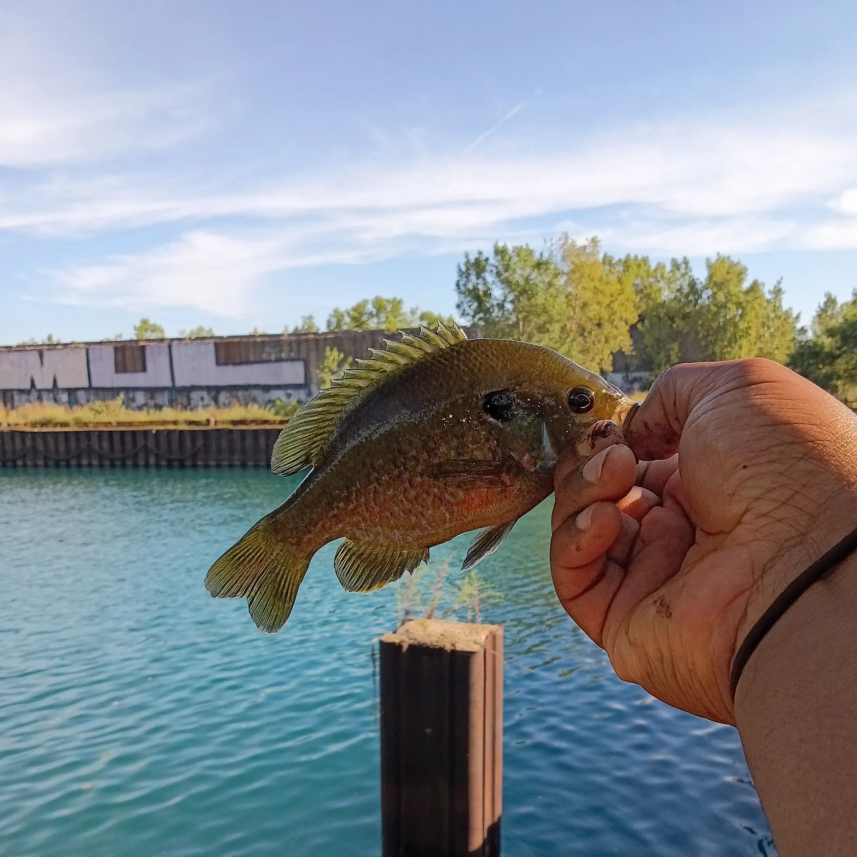 Greengill hybrid caught on Fishbrain