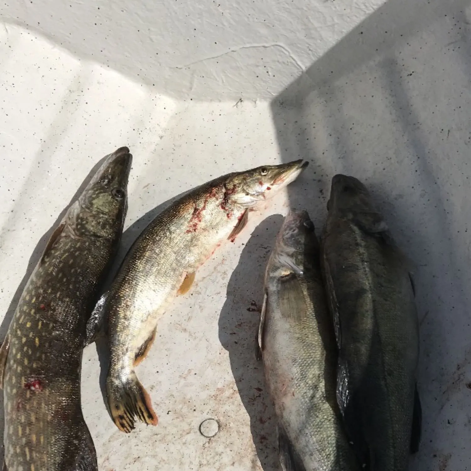 recently logged catches