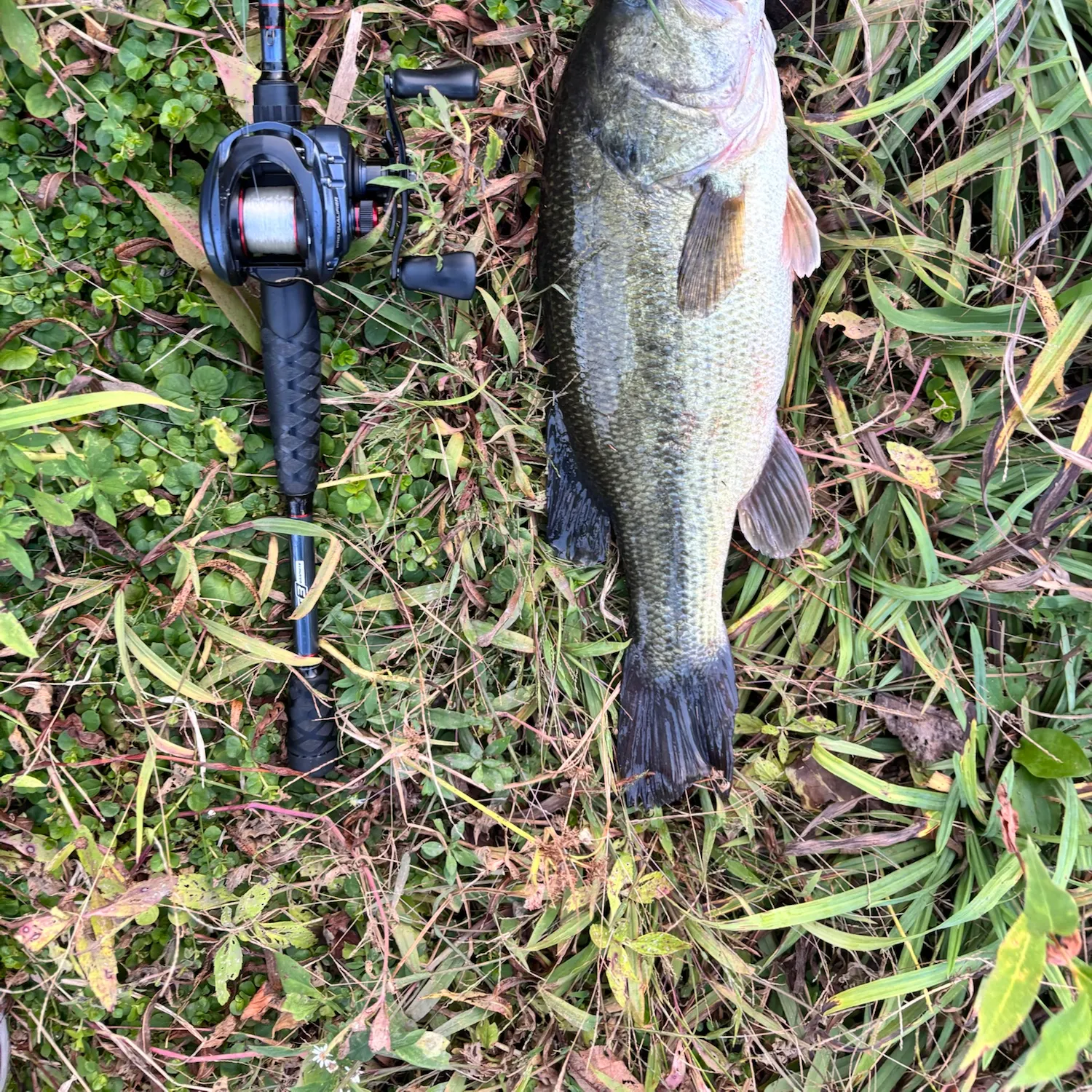 Largemouth bass caught on Fishbrain