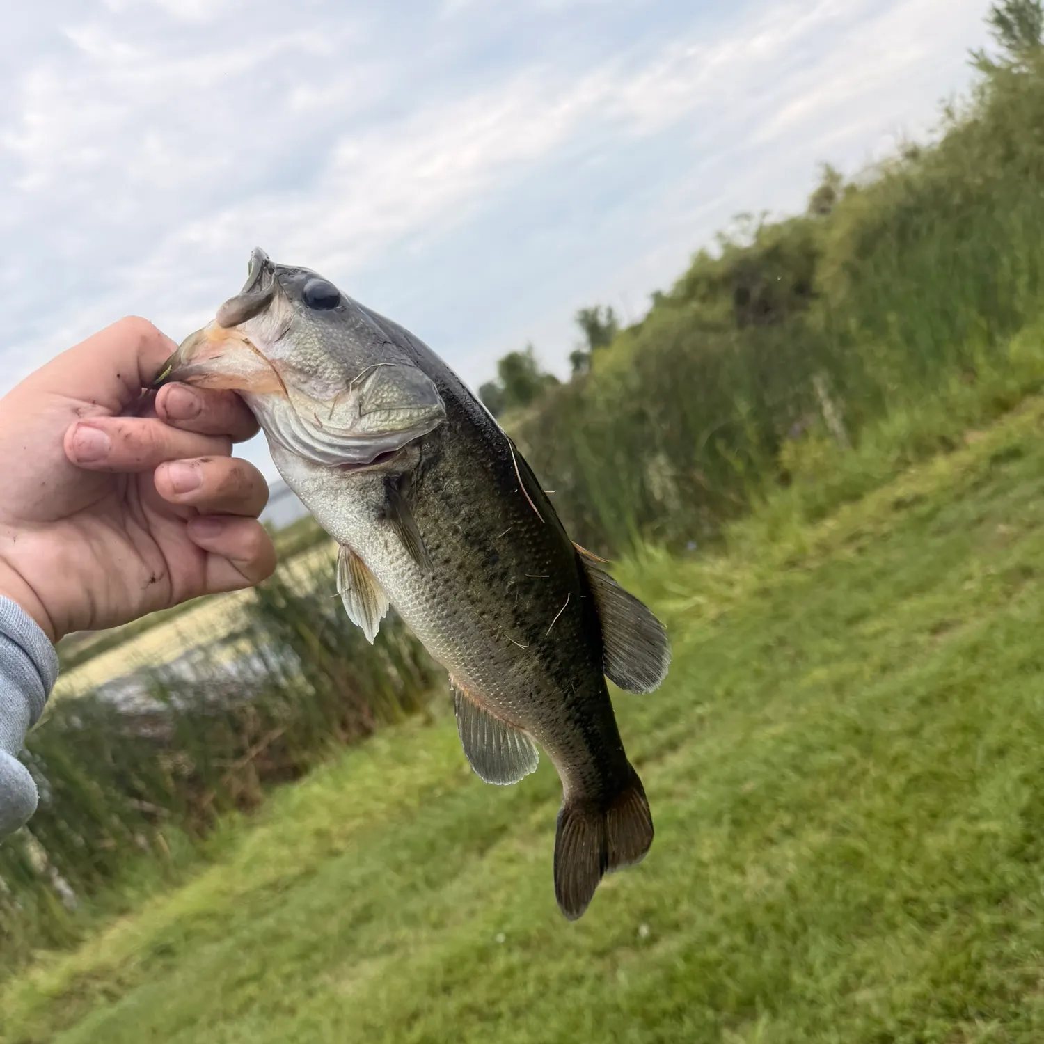 Largemouth bass caught on Fishbrain