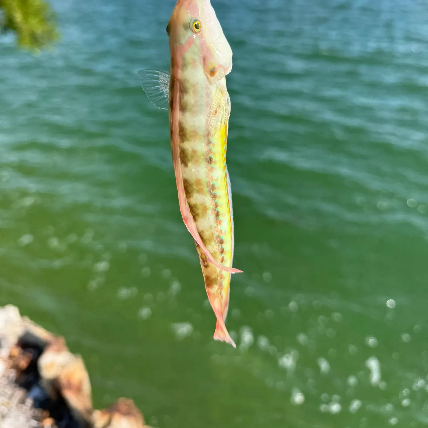 The most recent Slippery dick wrasse catches on Fishbrain