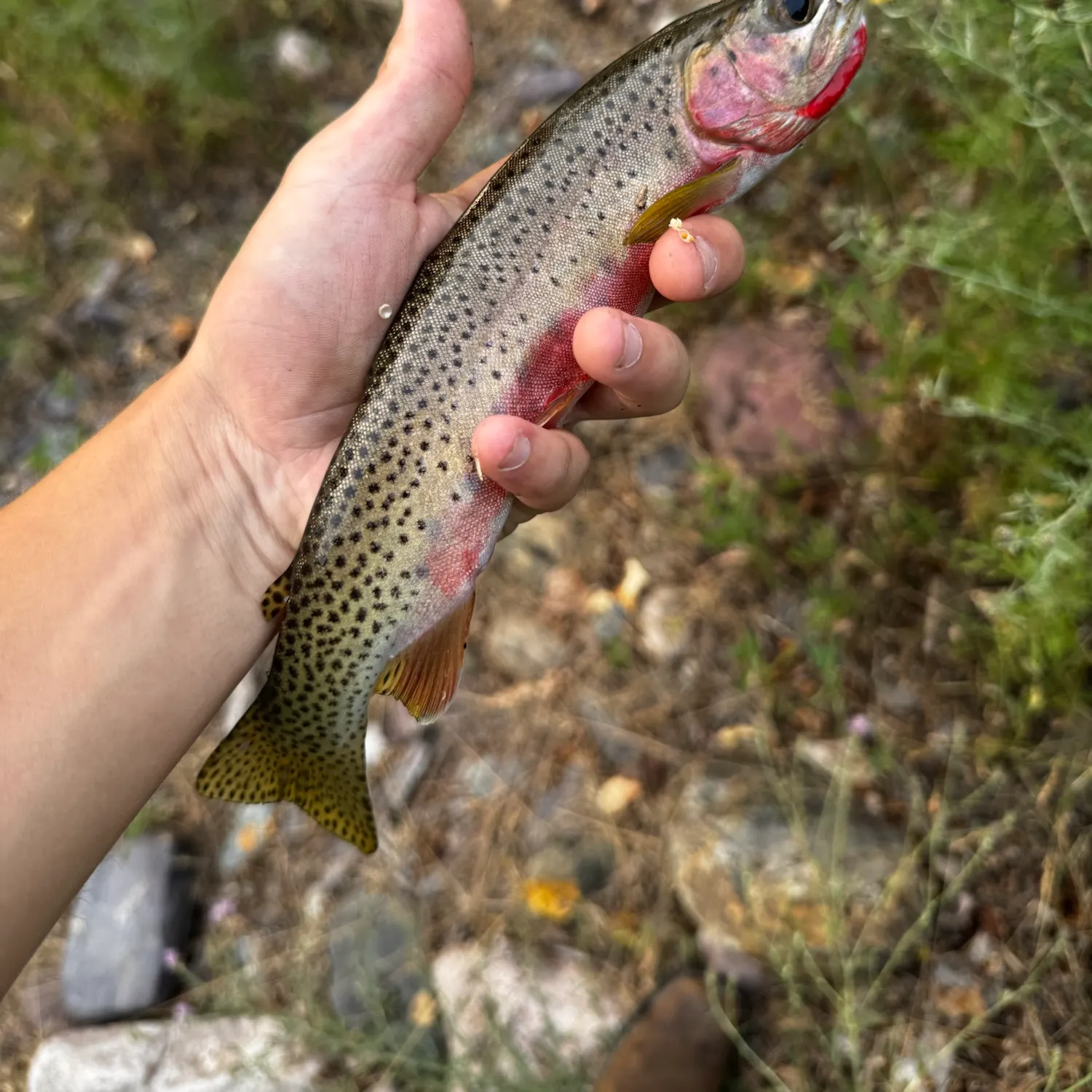 catch