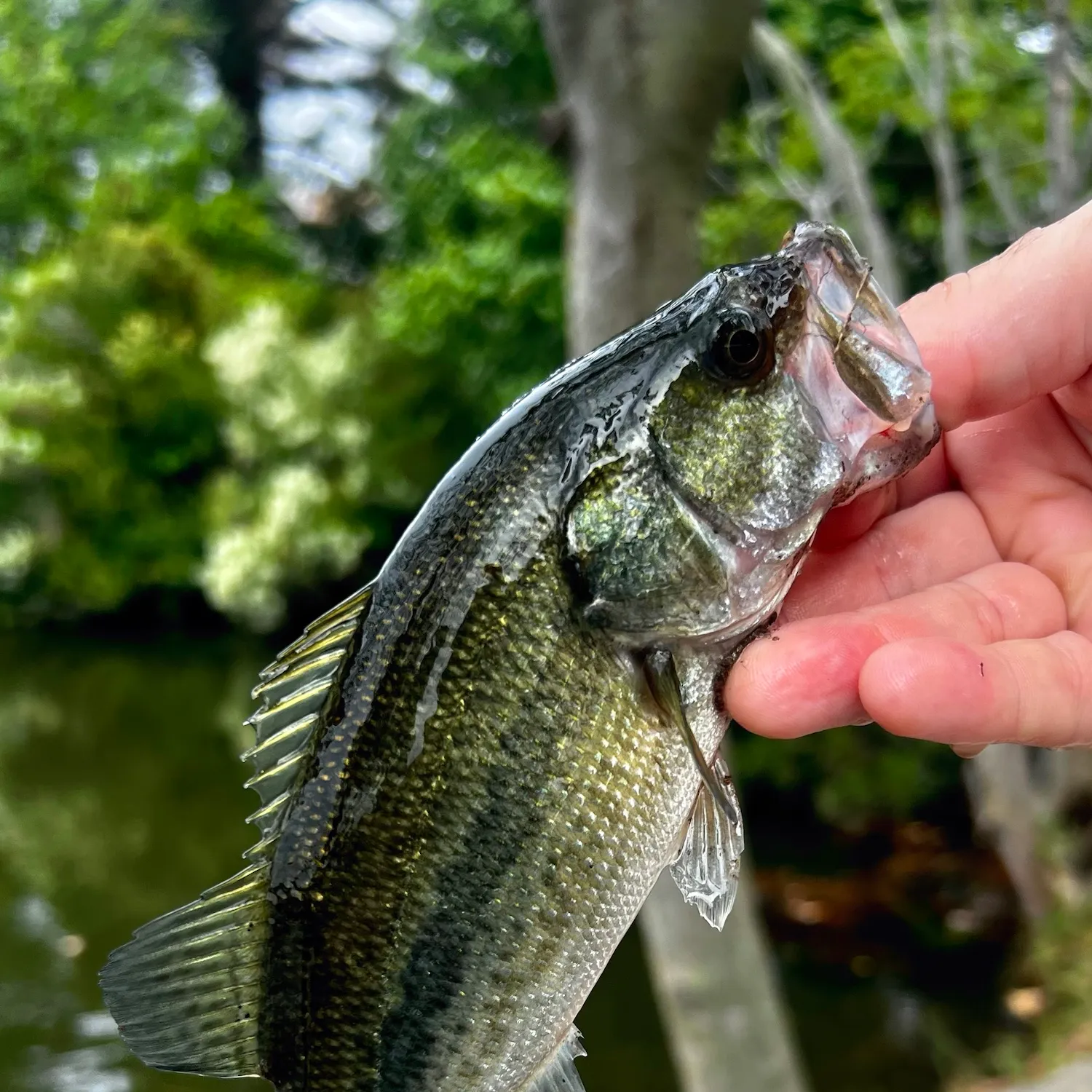 Largemouth bass caught on Fishbrain