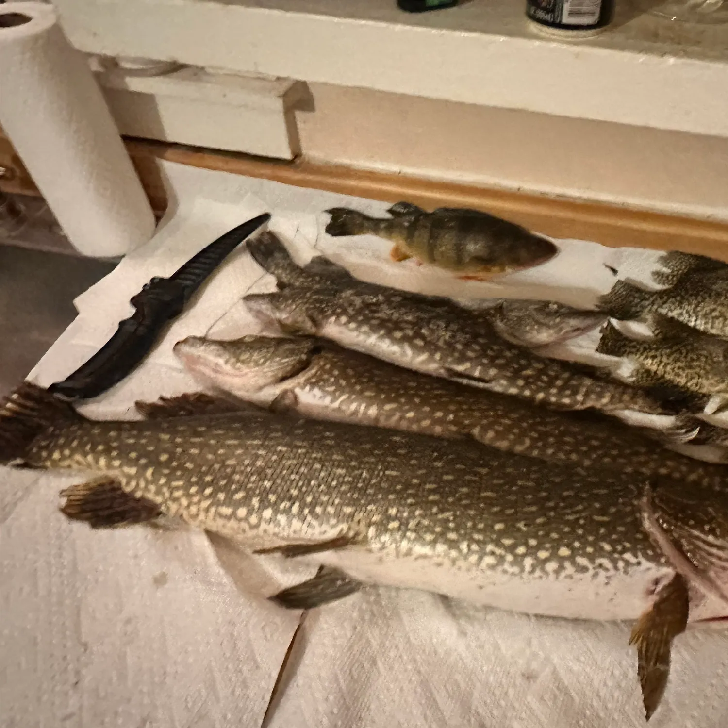 recently logged catches