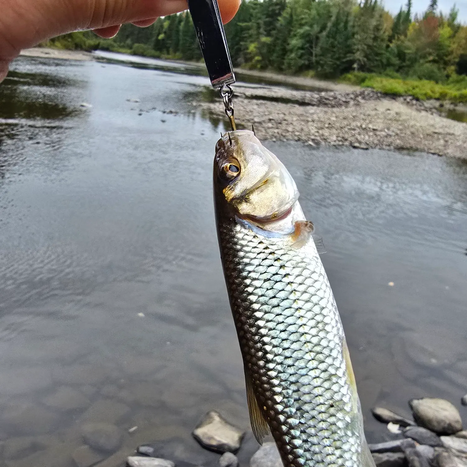 Fallfish caught on Fishbrain