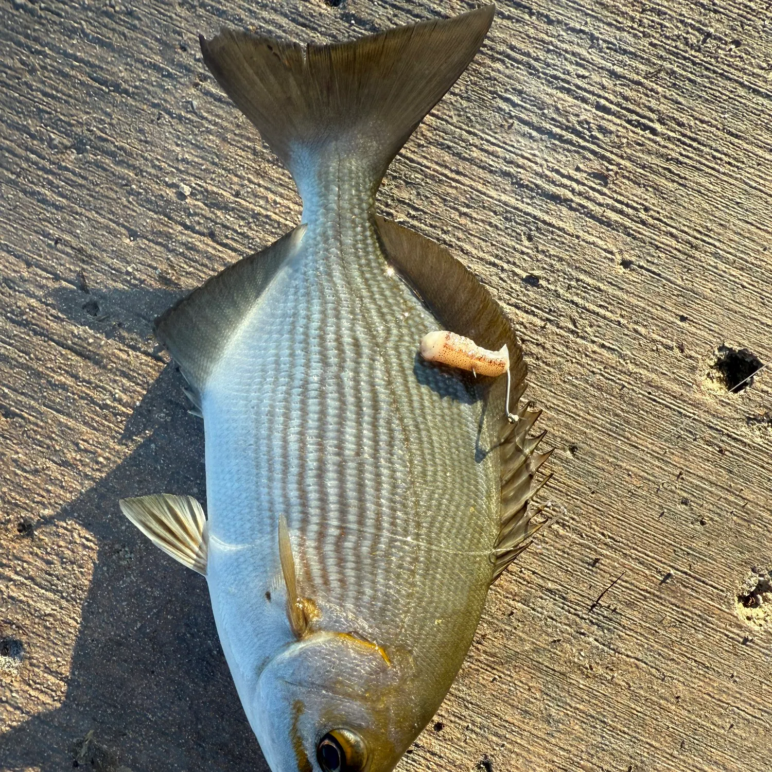 The most recent Brassy chub catches on Fishbrain