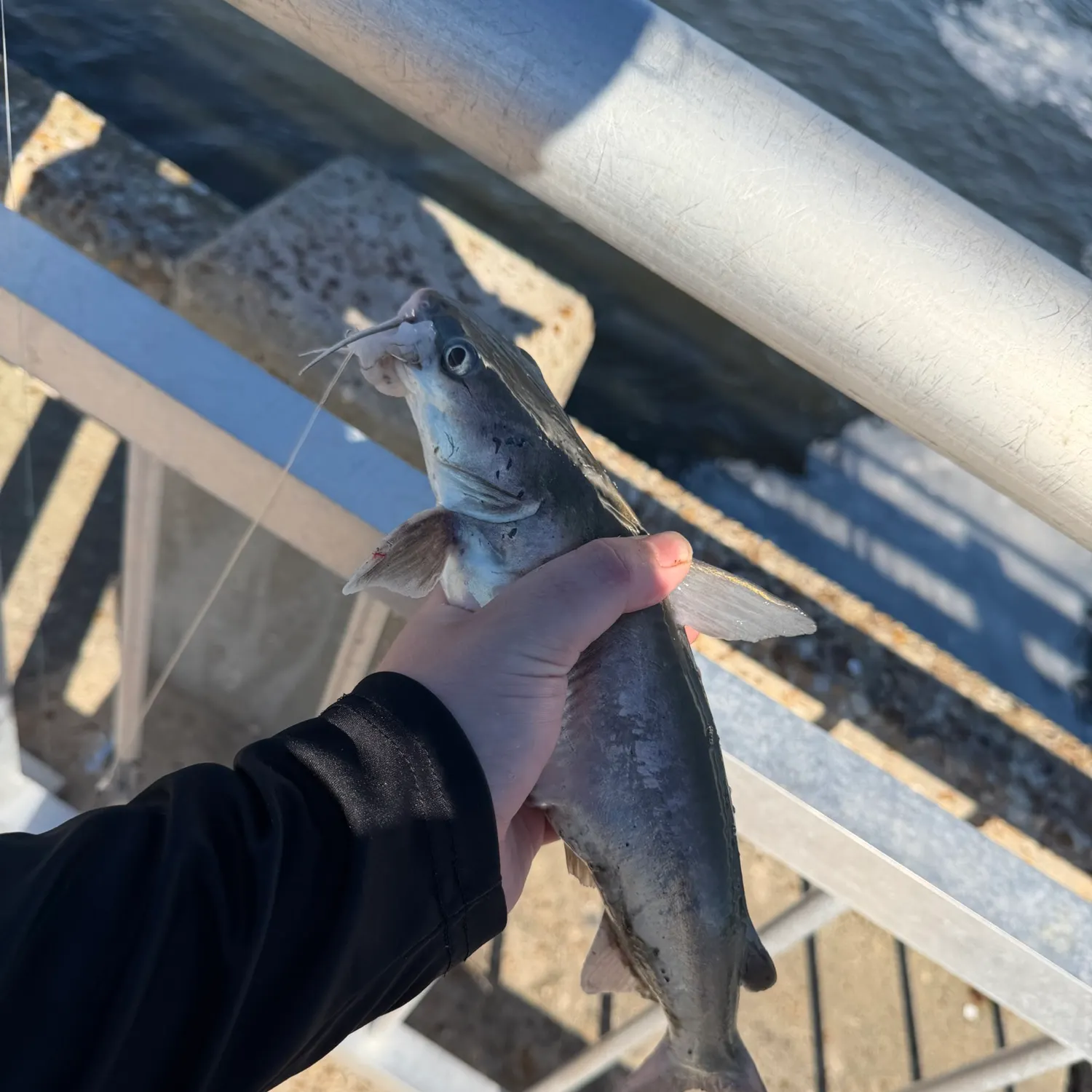 Hardhead sea catfish caught on Fishbrain
