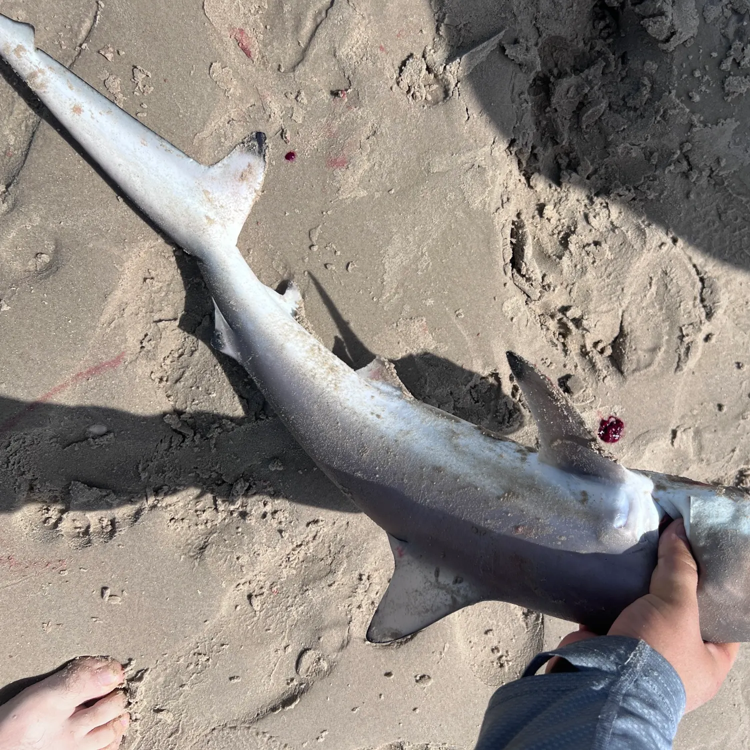 The most recent Spinner shark catches on Fishbrain