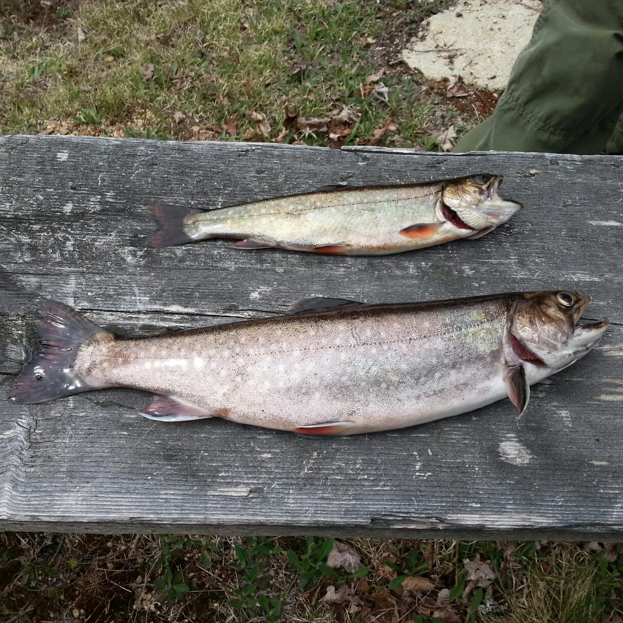 recently logged catches