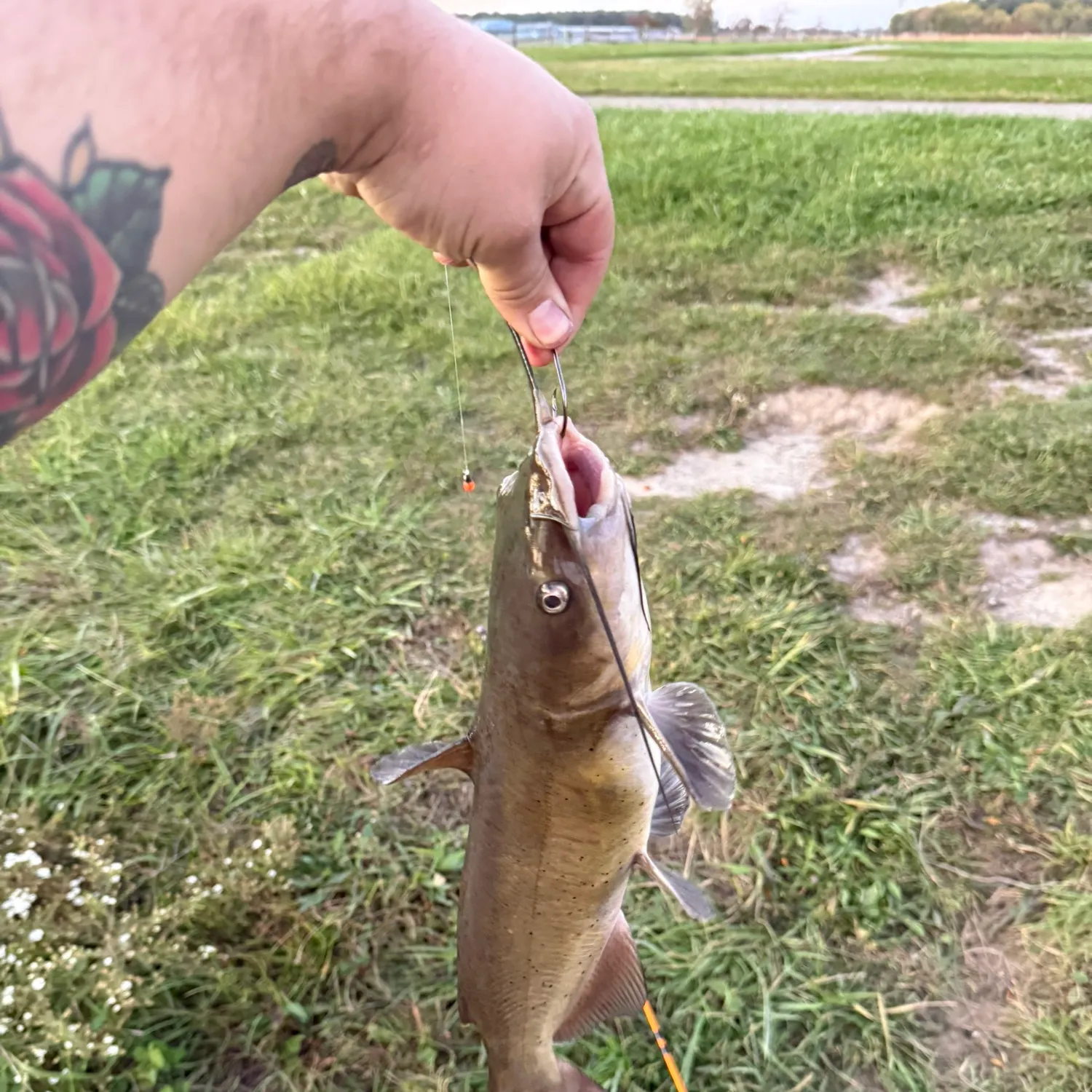 Channel catfish caught on Fishbrain