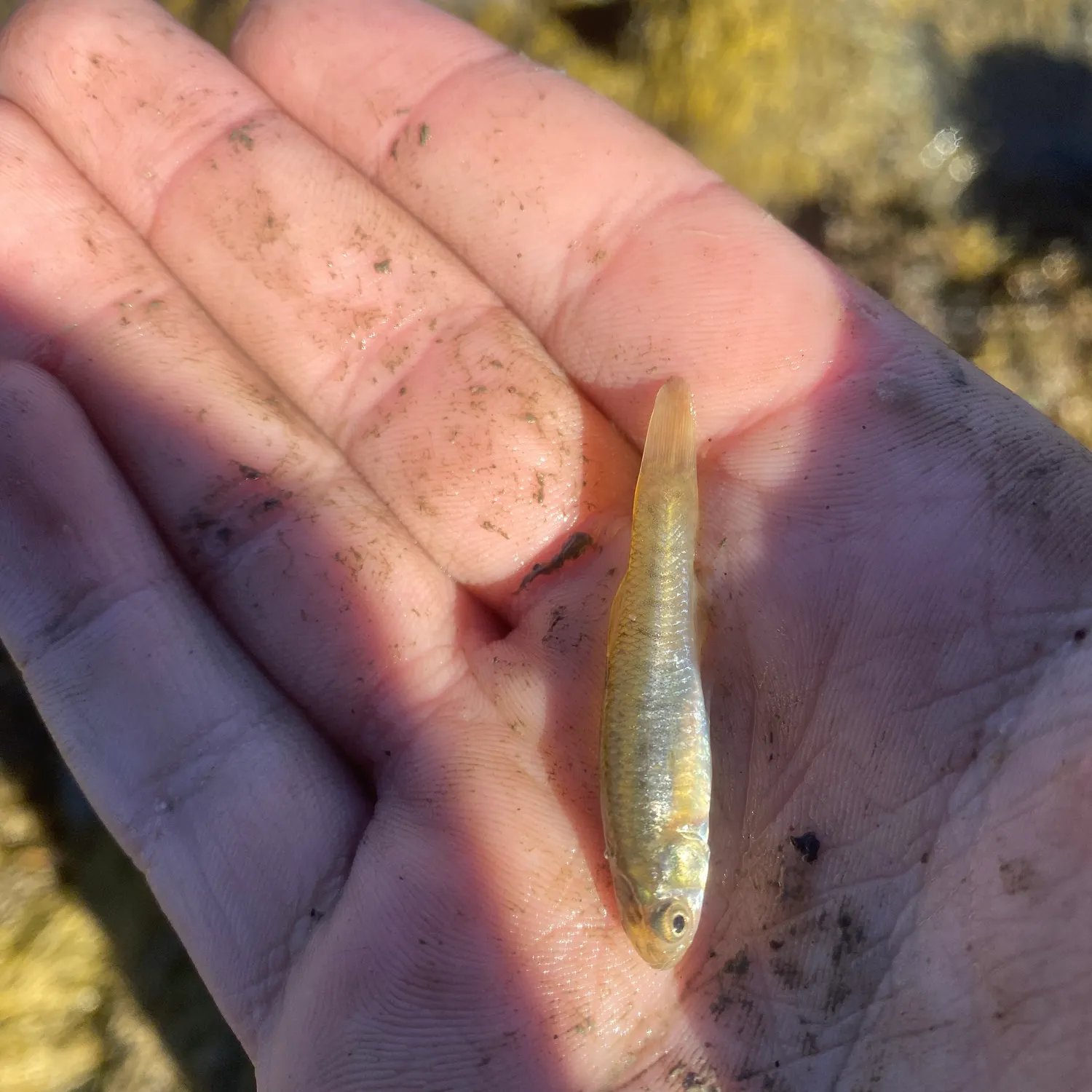 The most recent Mummichog catches on Fishbrain