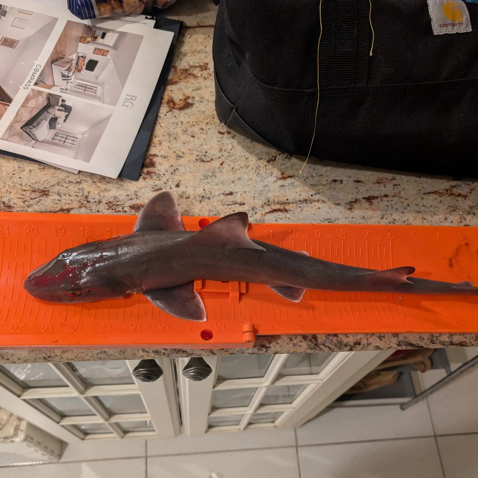 Dusky smooth-hound caught on Fishbrain