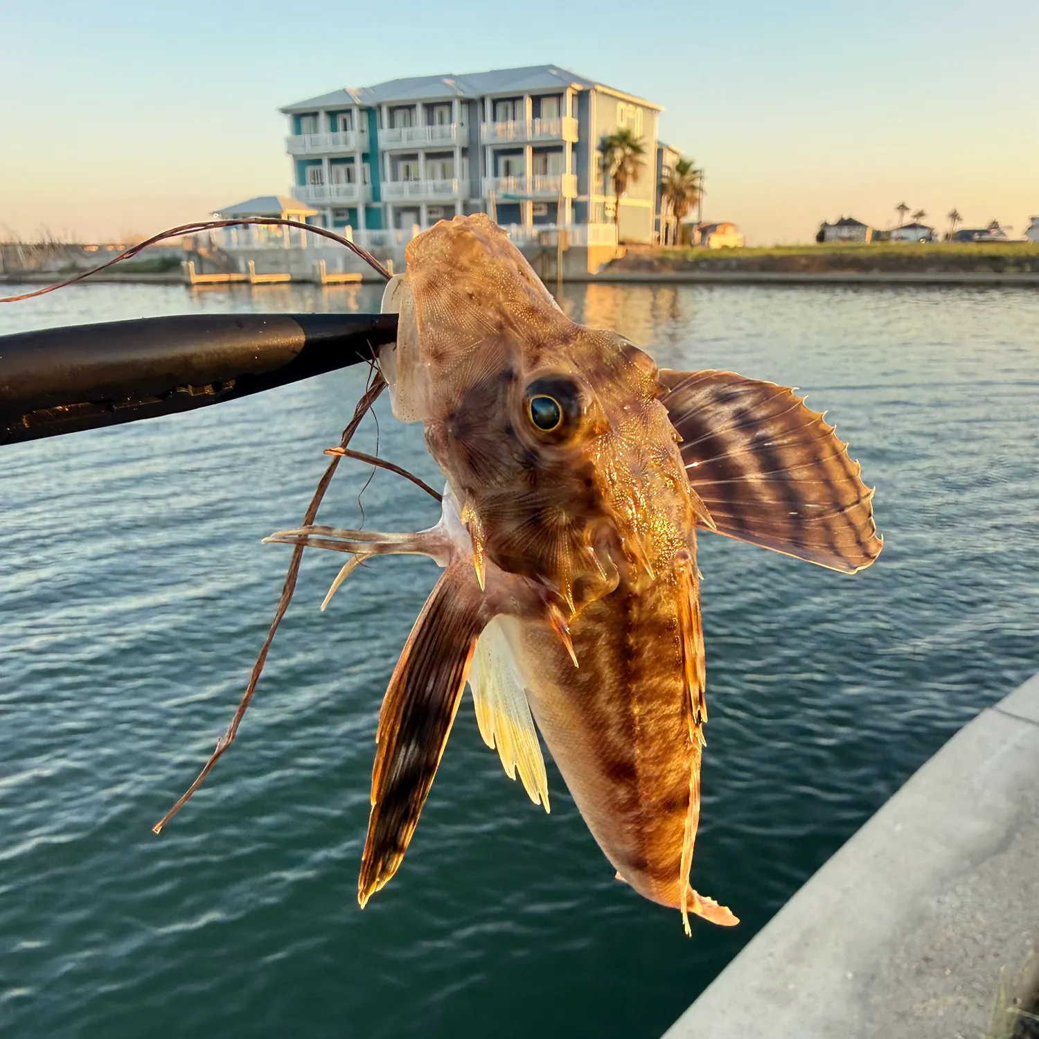 Northern searobin caught on Fishbrain