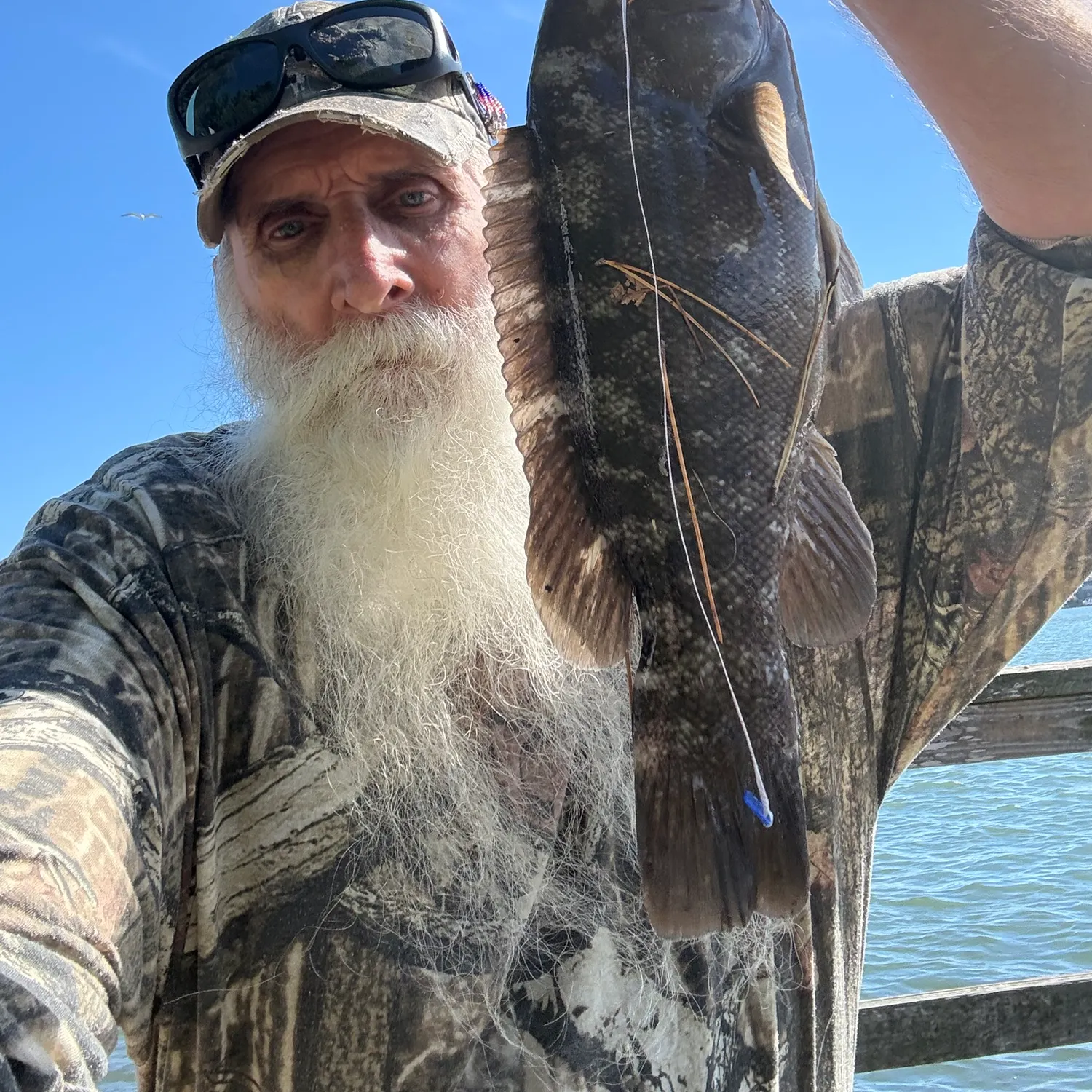 Tautog caught on Fishbrain