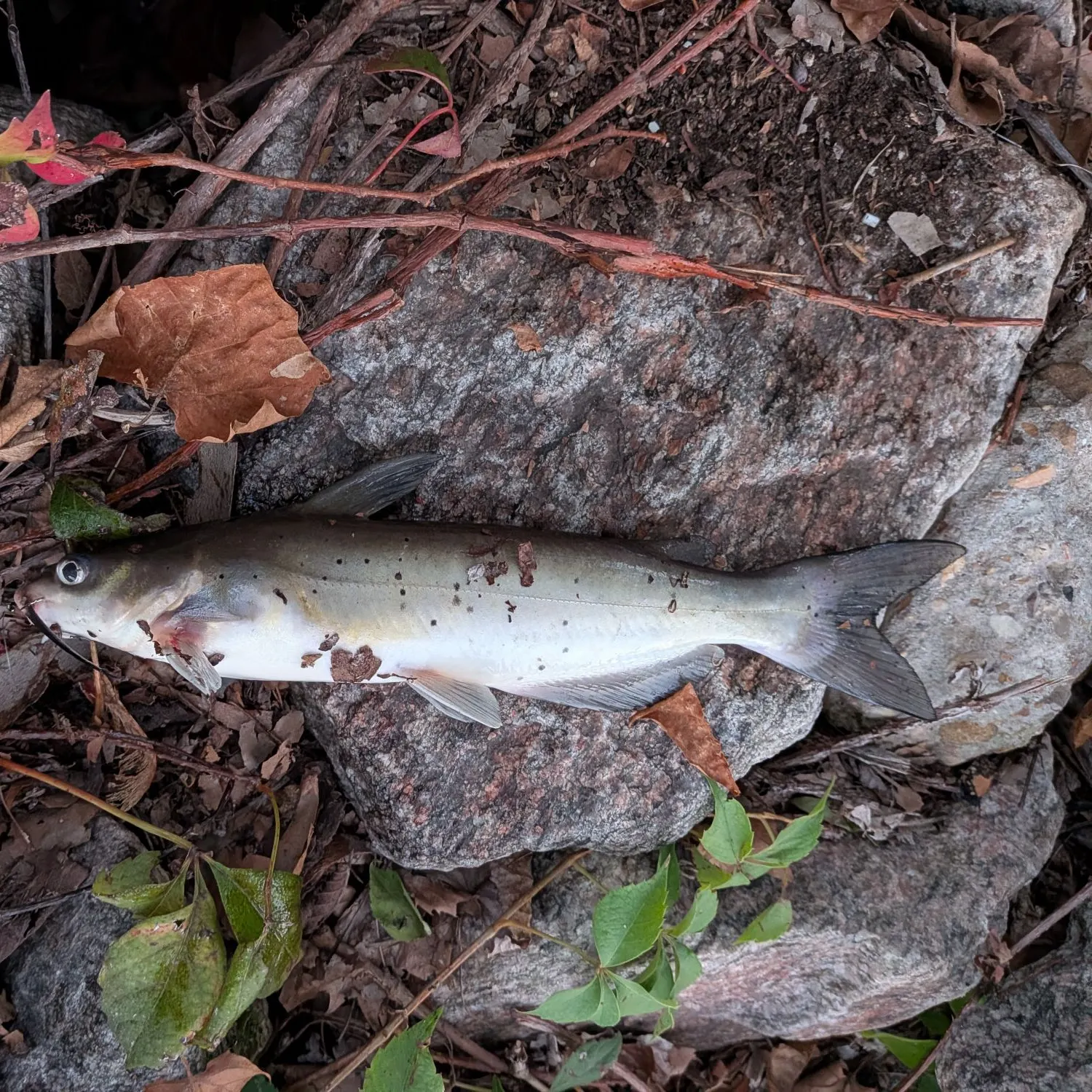 Channel catfish caught on Fishbrain