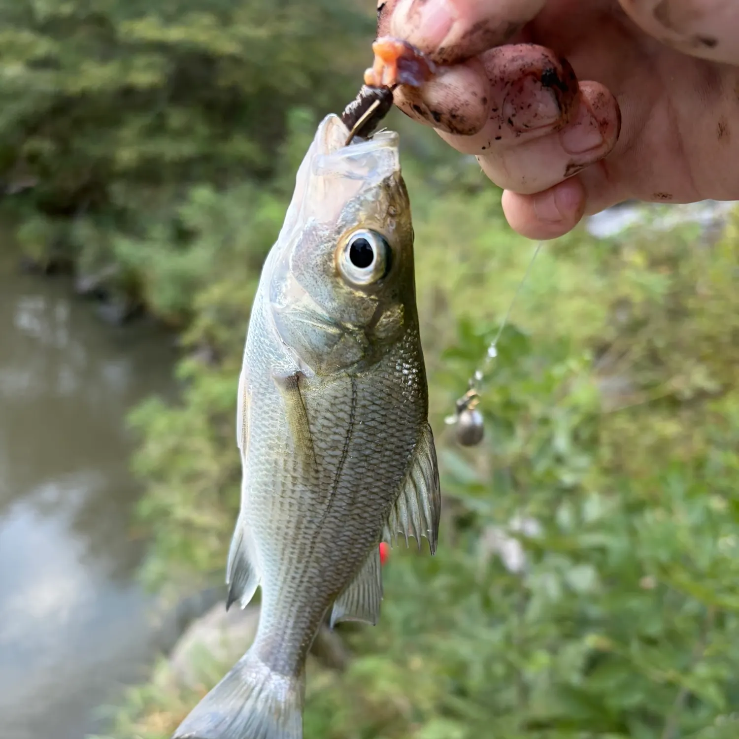 The most recent White perch catches on Fishbrain
