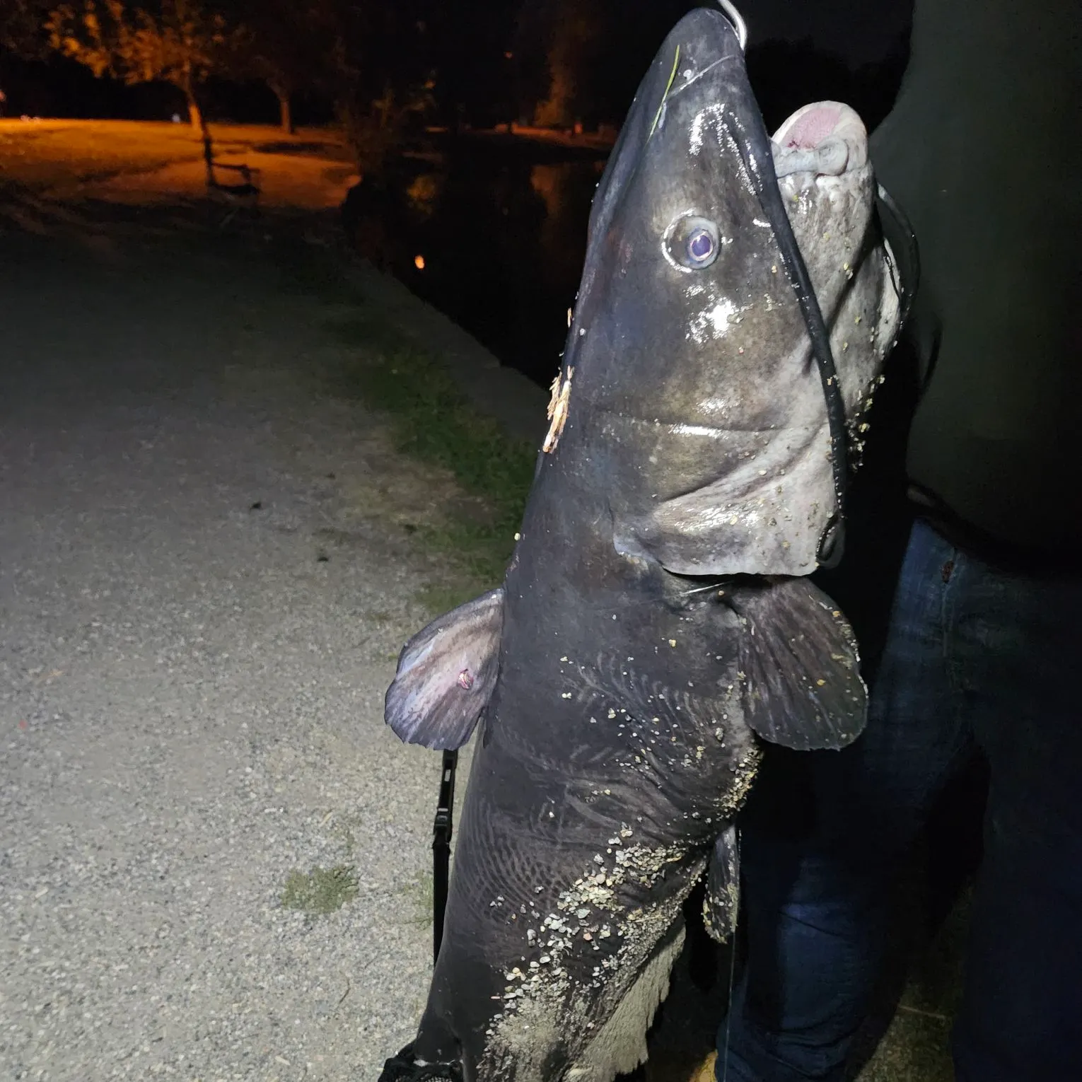 Channel catfish caught on Fishbrain