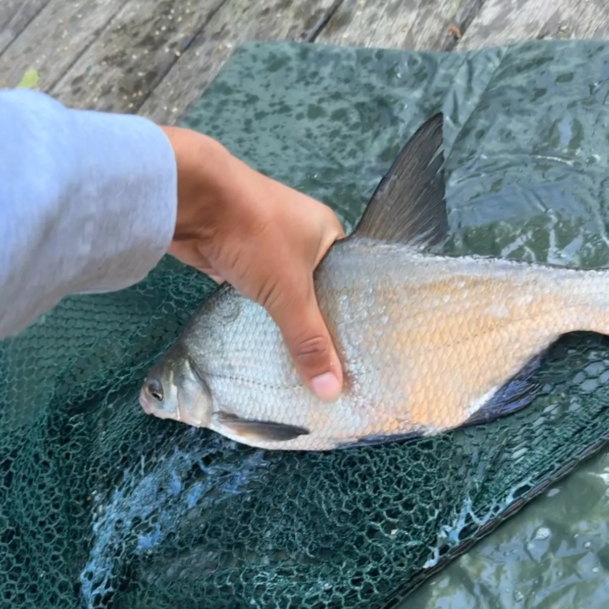 Common bream caught on Fishbrain