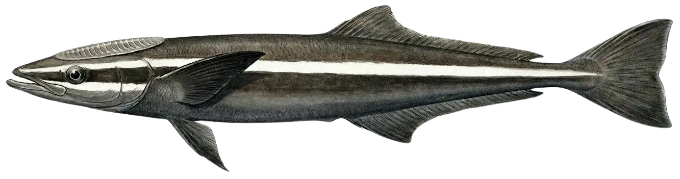 Live sharksucker