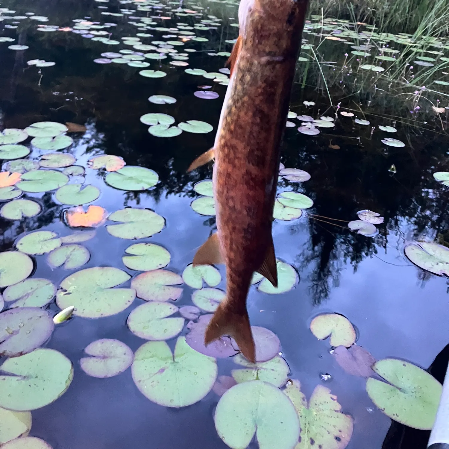 recently logged catches