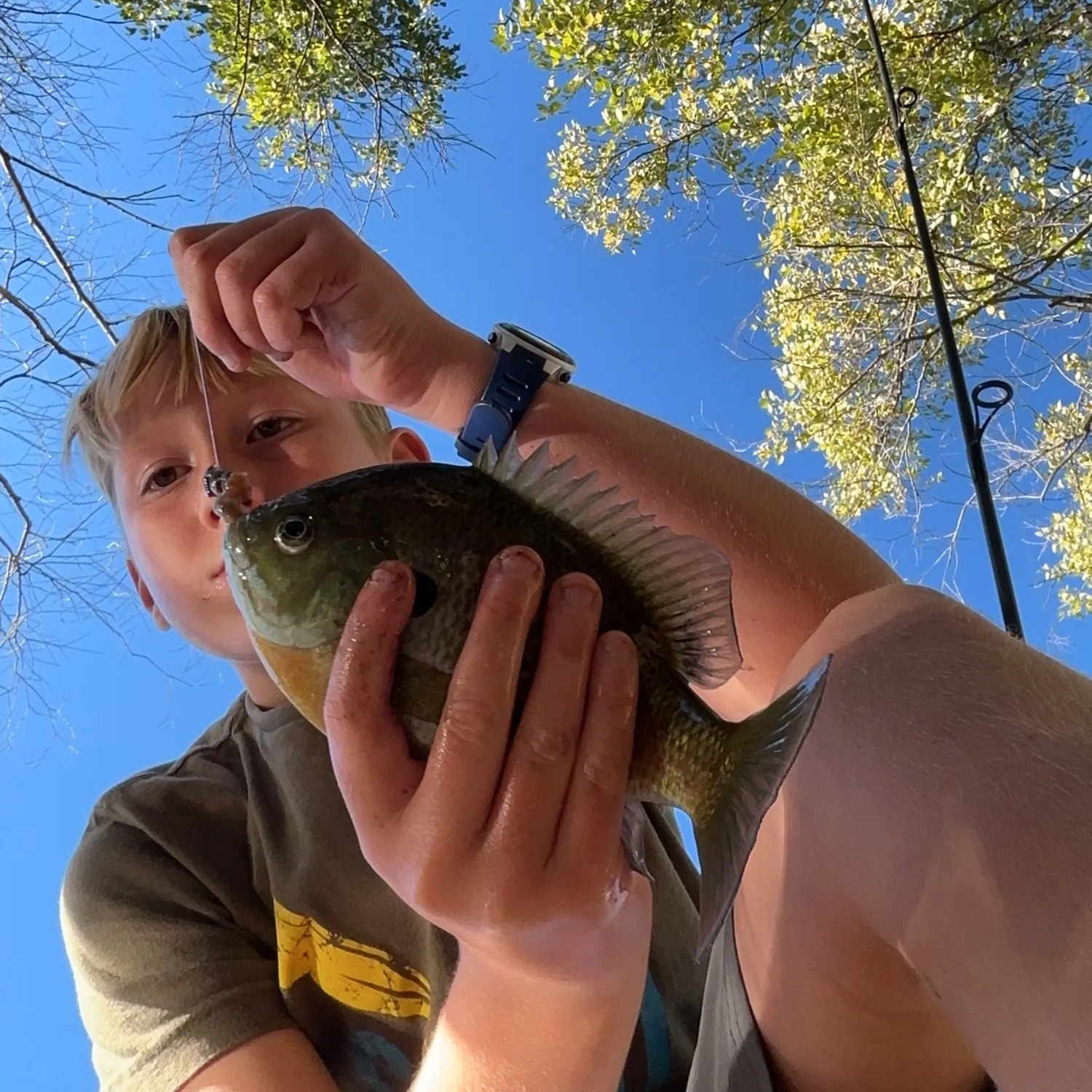 Bluegill caught on Fishbrain