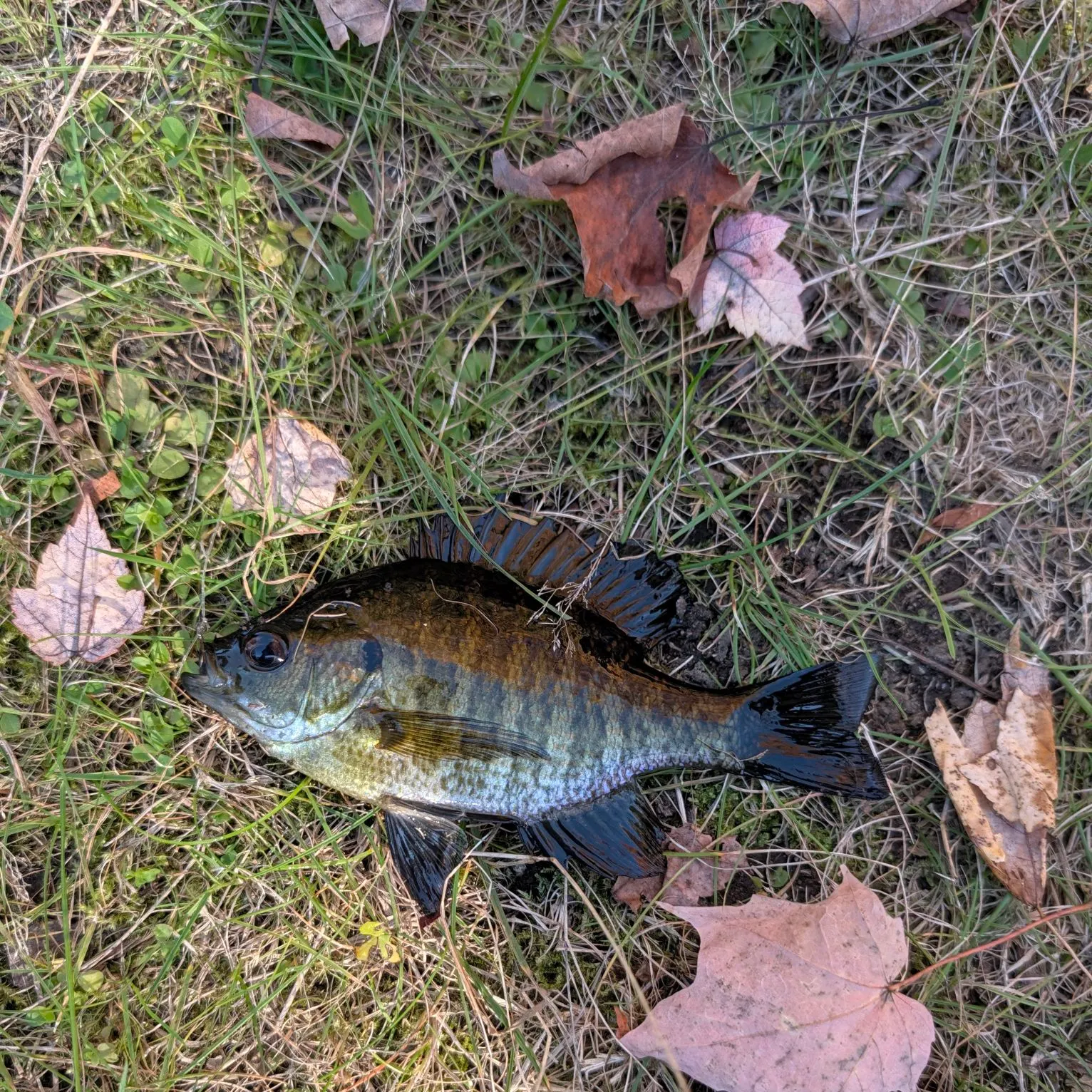 Bluegill caught on Fishbrain