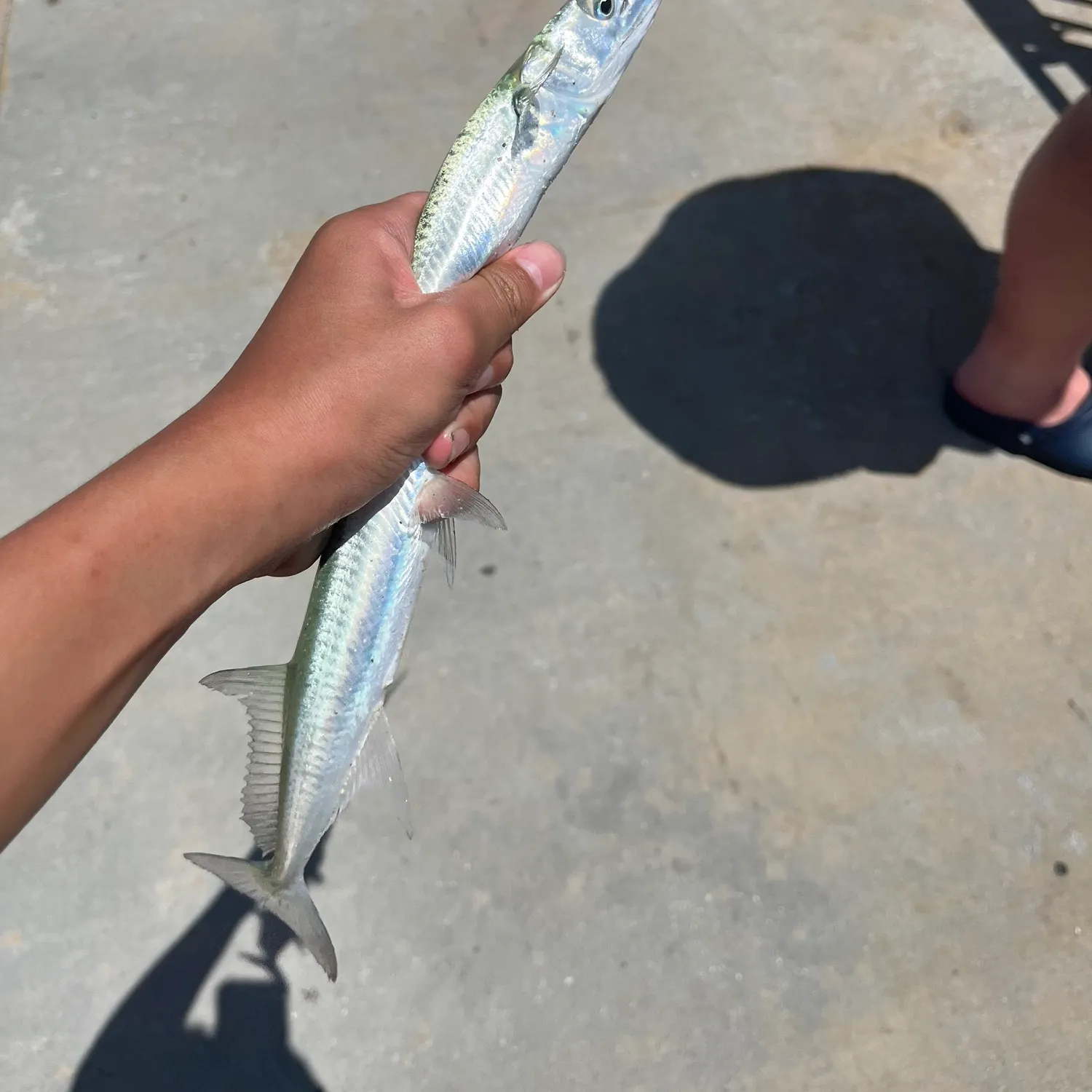 Atlantic needlefish caught on Fishbrain