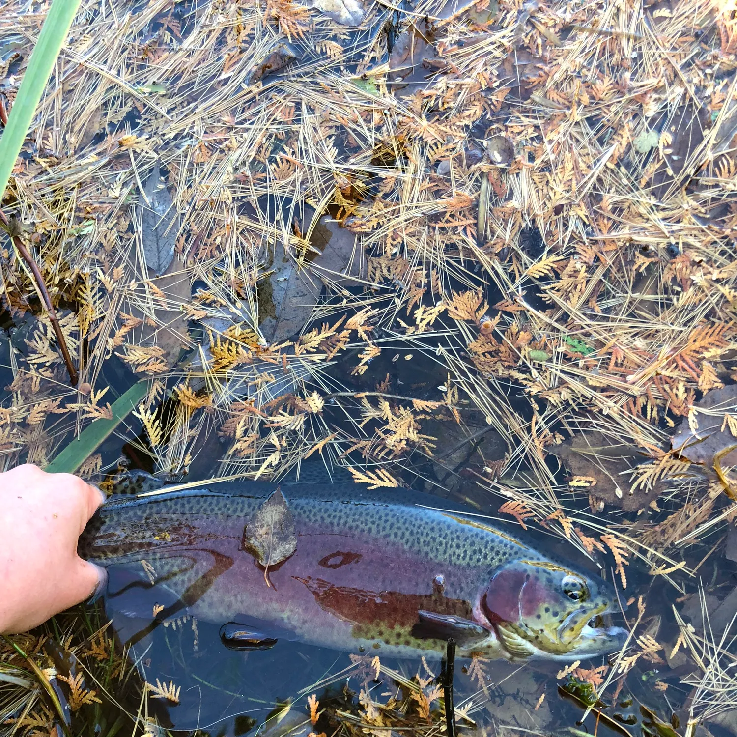 Rainbow trout caught on Fishbrain