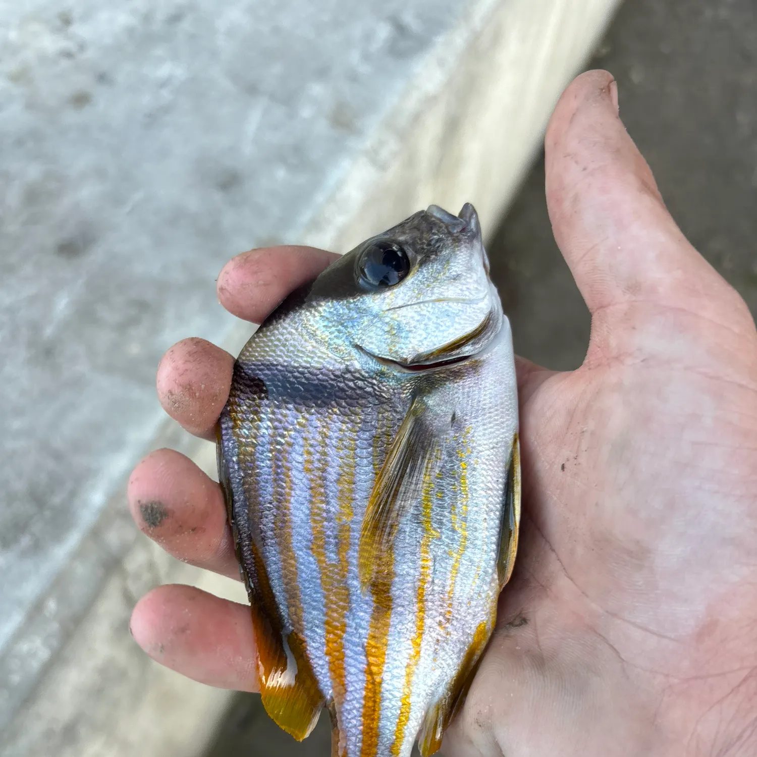 The most recent Atlantic porkfish catches on Fishbrain