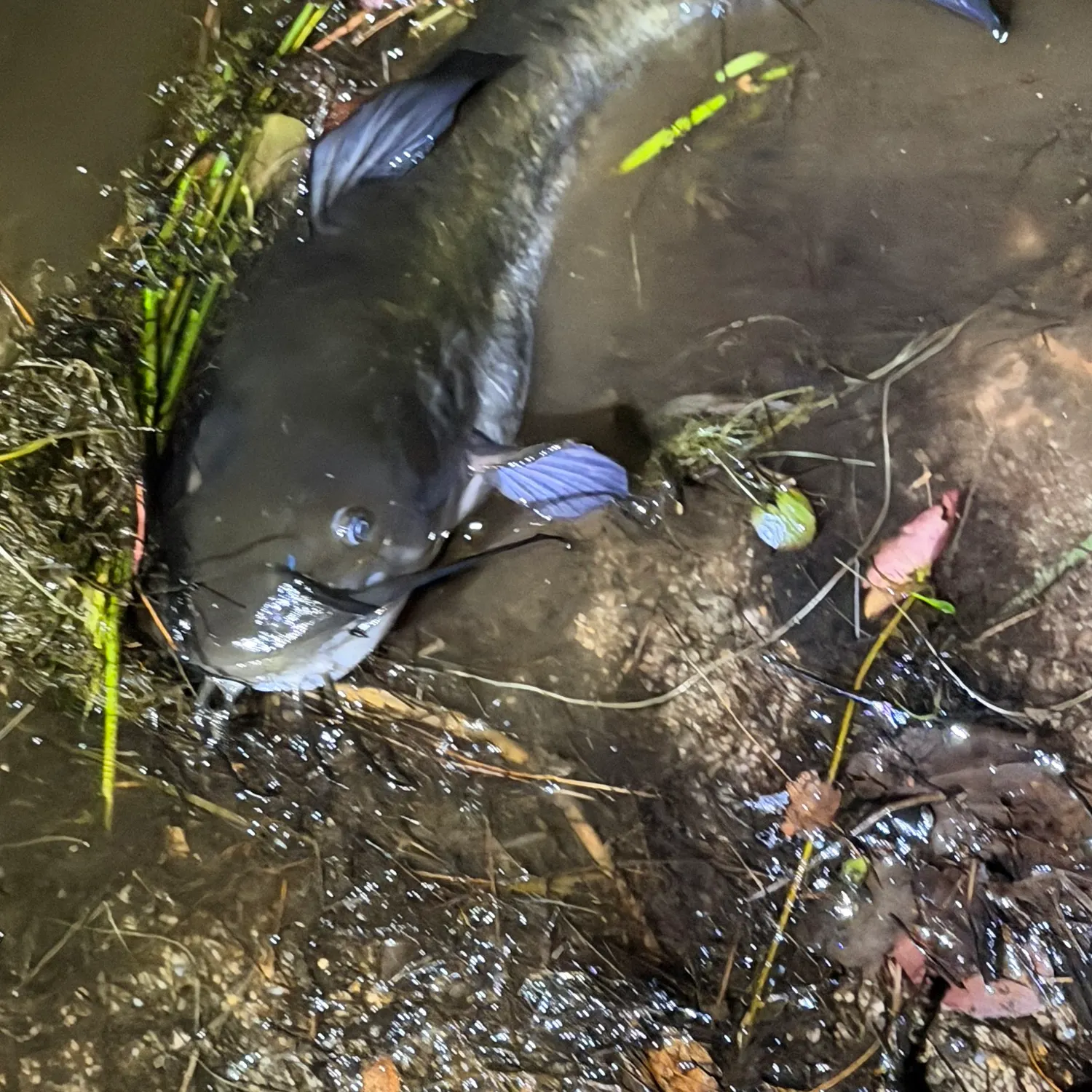 Brown bullhead caught on Fishbrain