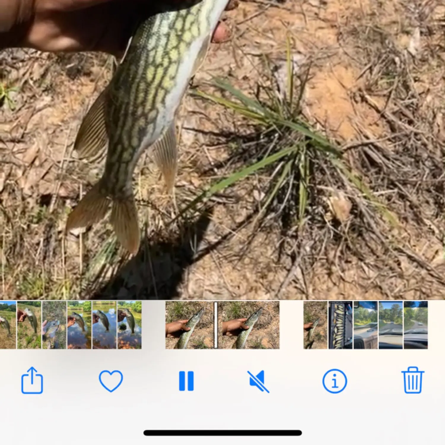 recently logged catches