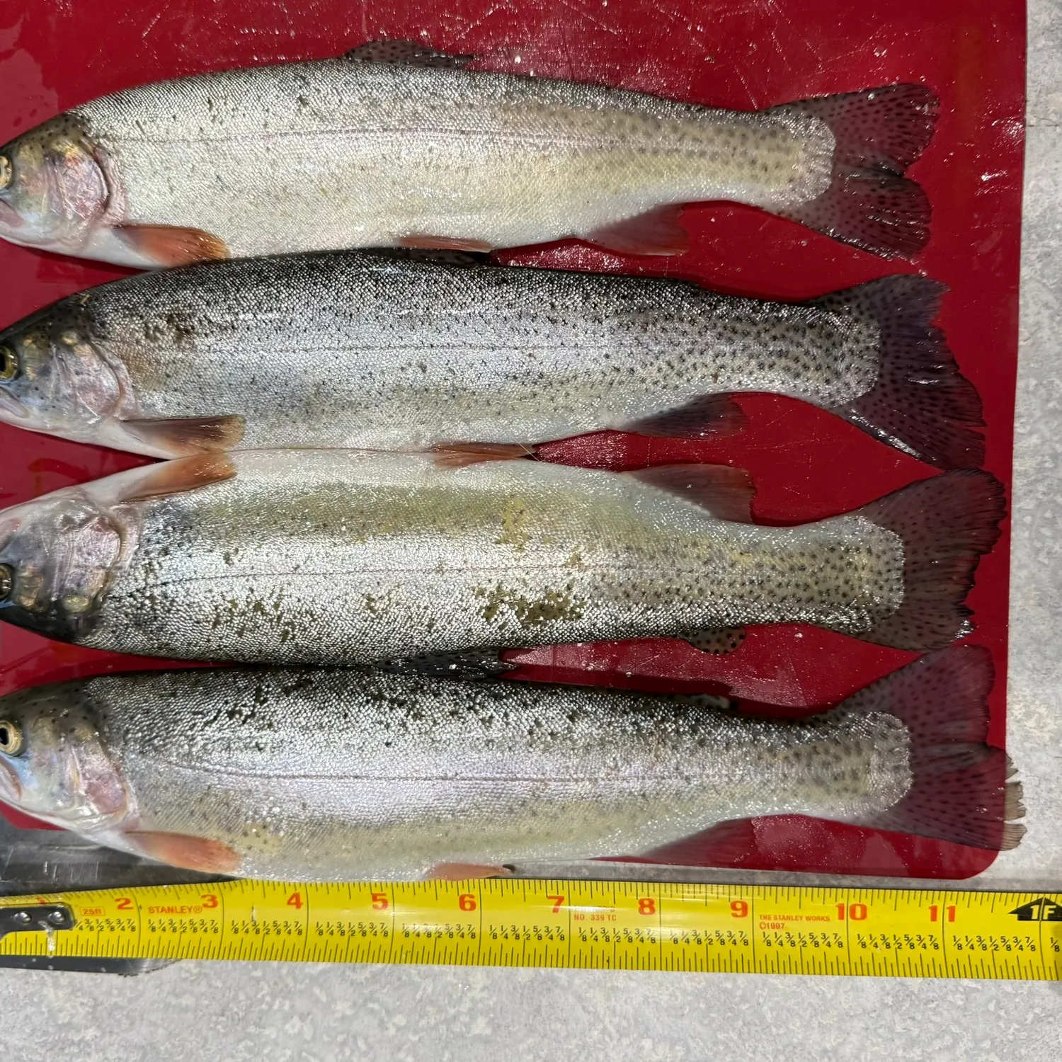 recently logged catches