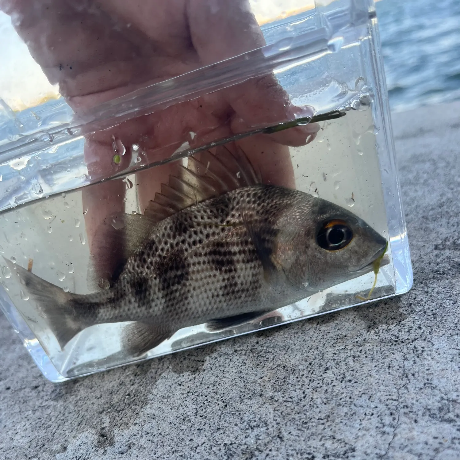 most liked catch image