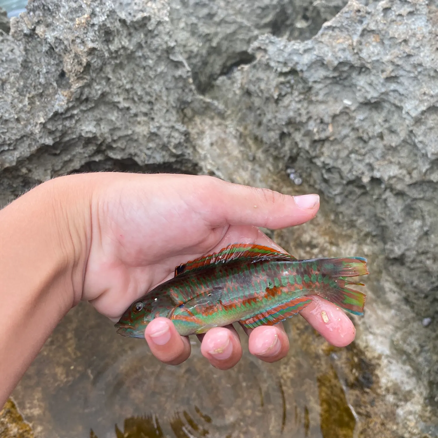 The most recent Christmas wrasse catches on Fishbrain