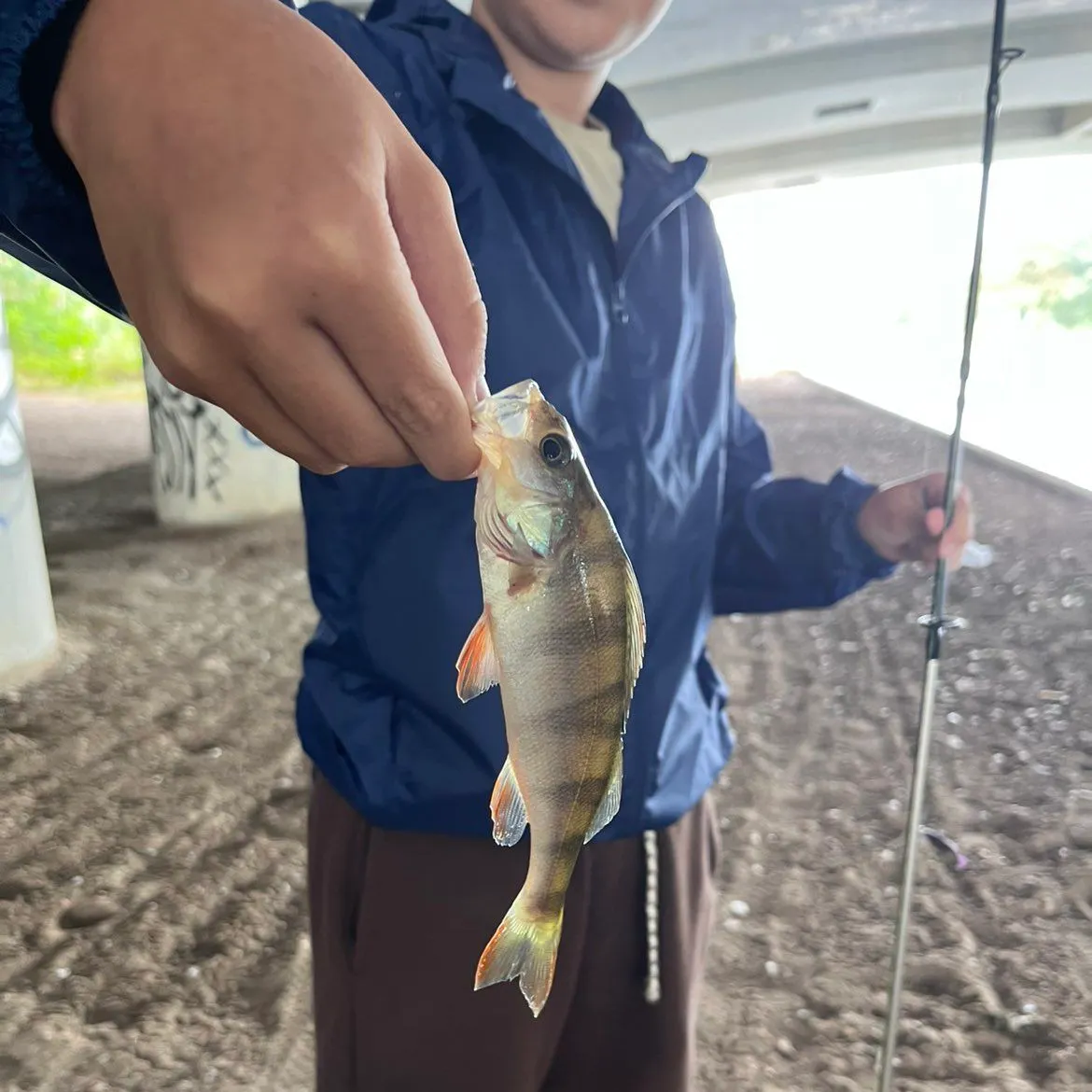 European perch caught on Fishbrain