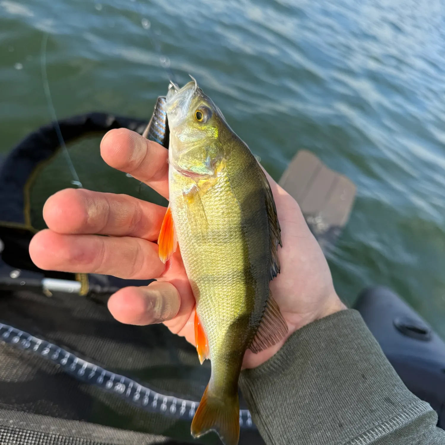 European perch caught on Fishbrain
