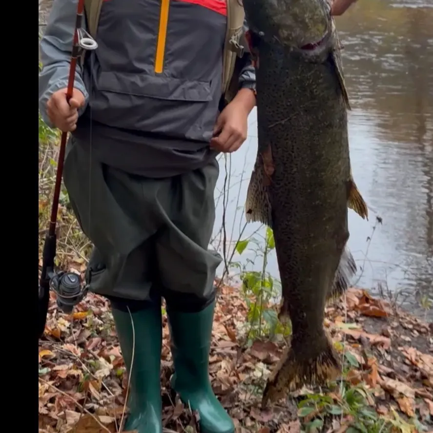 Fish caught on Fishbrain