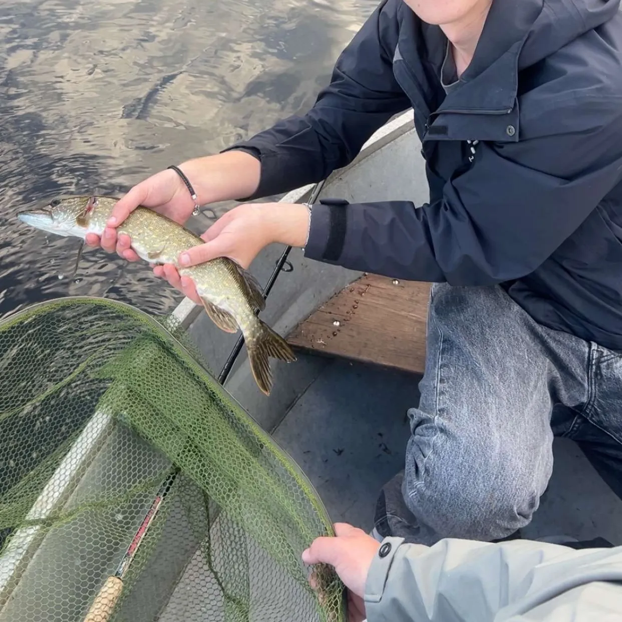 Northern pike caught on Fishbrain