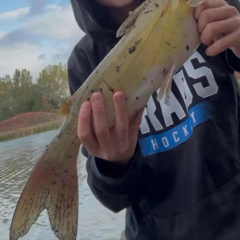 Channel catfish caught on Fishbrain
