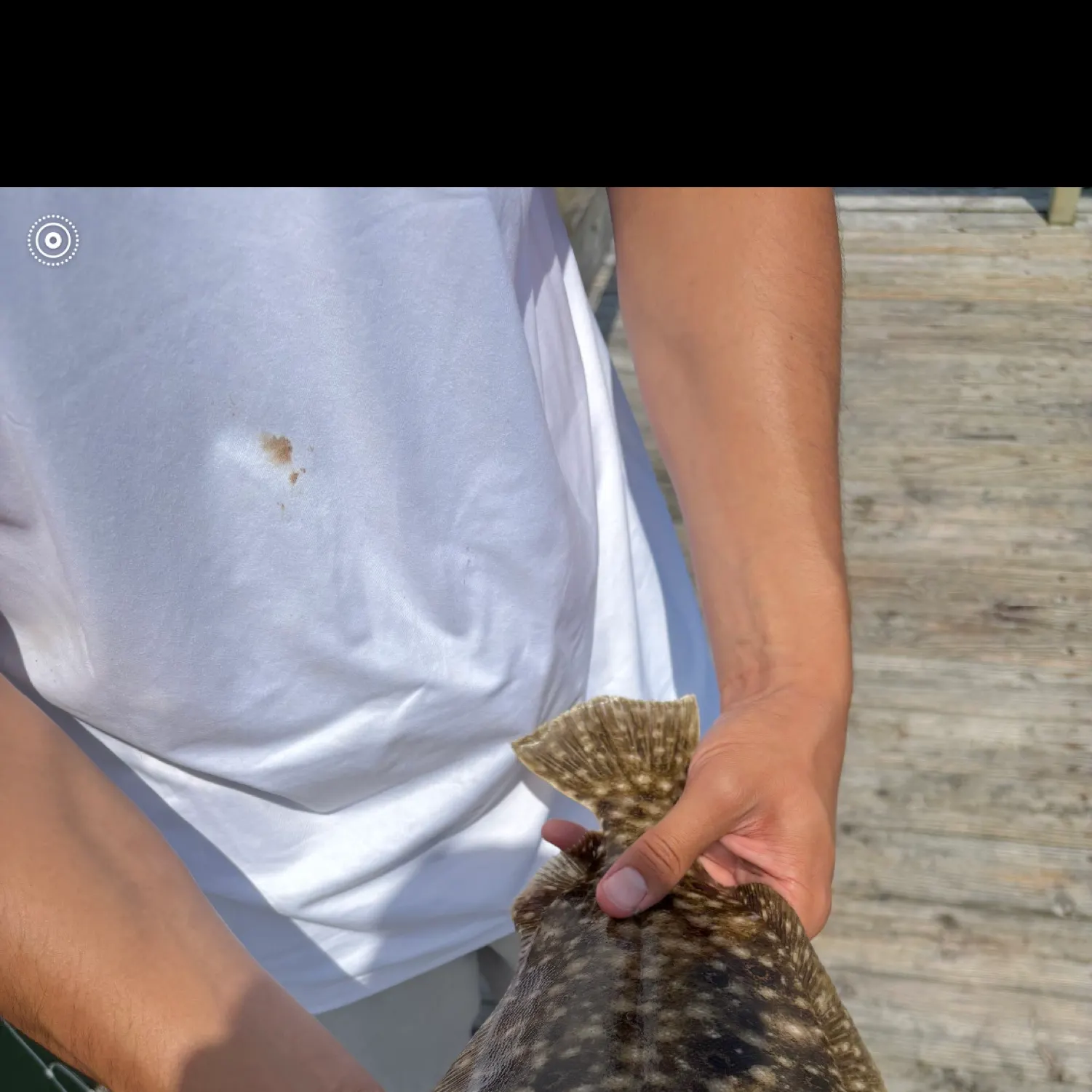 The most recent Summer flounder catches on Fishbrain