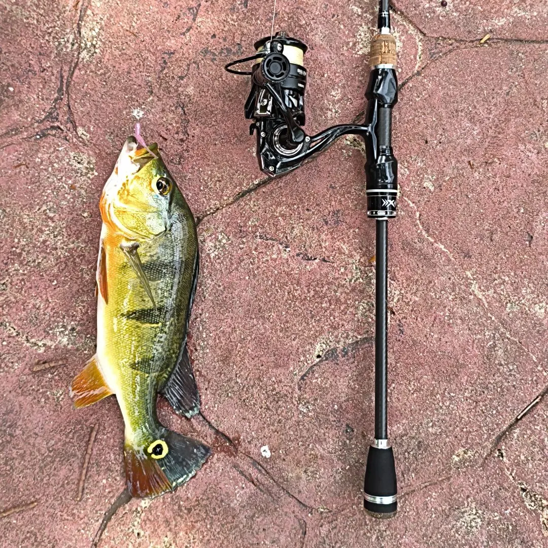Butterfly peacock bass caught on Fishbrain