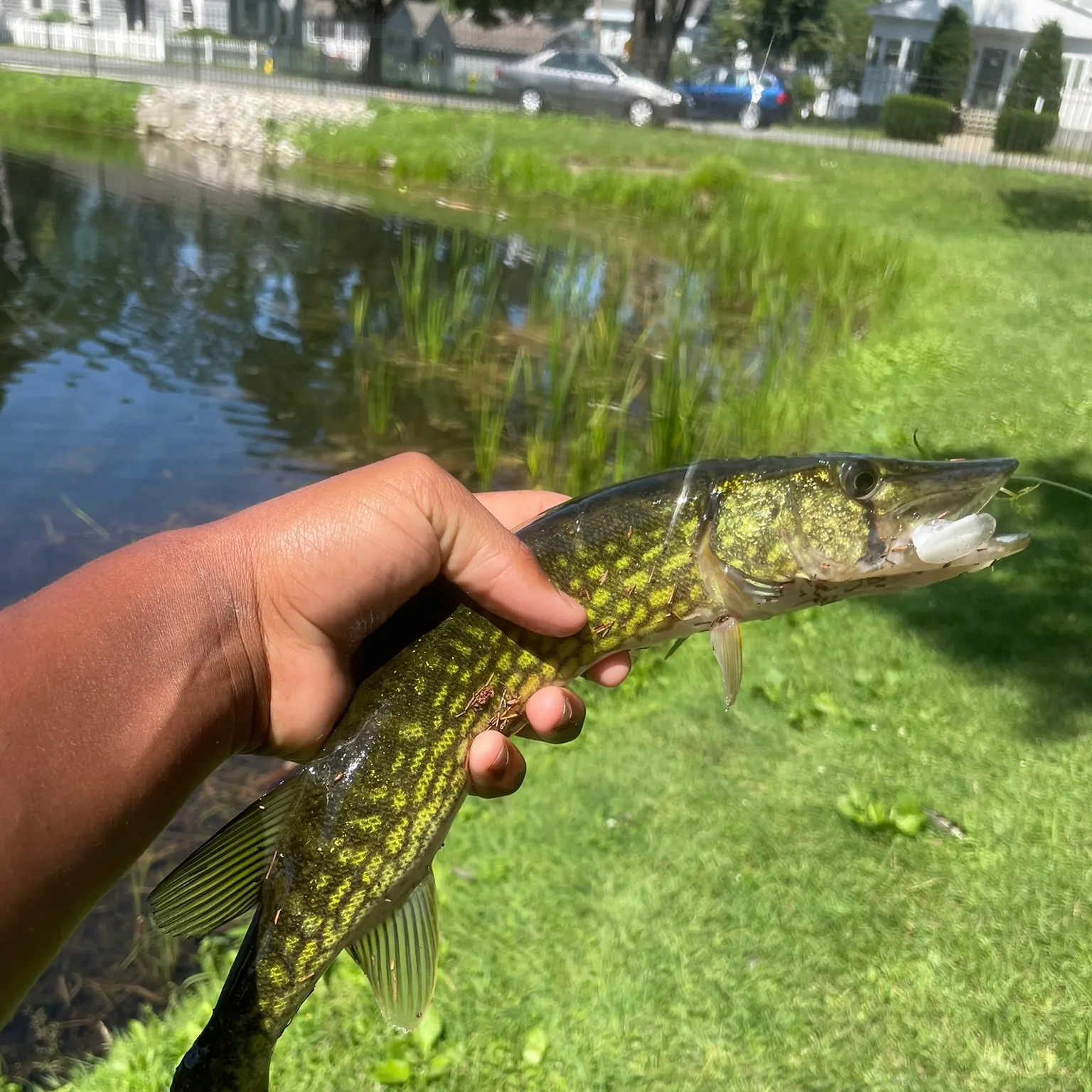 The most recent Grass pickerel catches on Fishbrain
