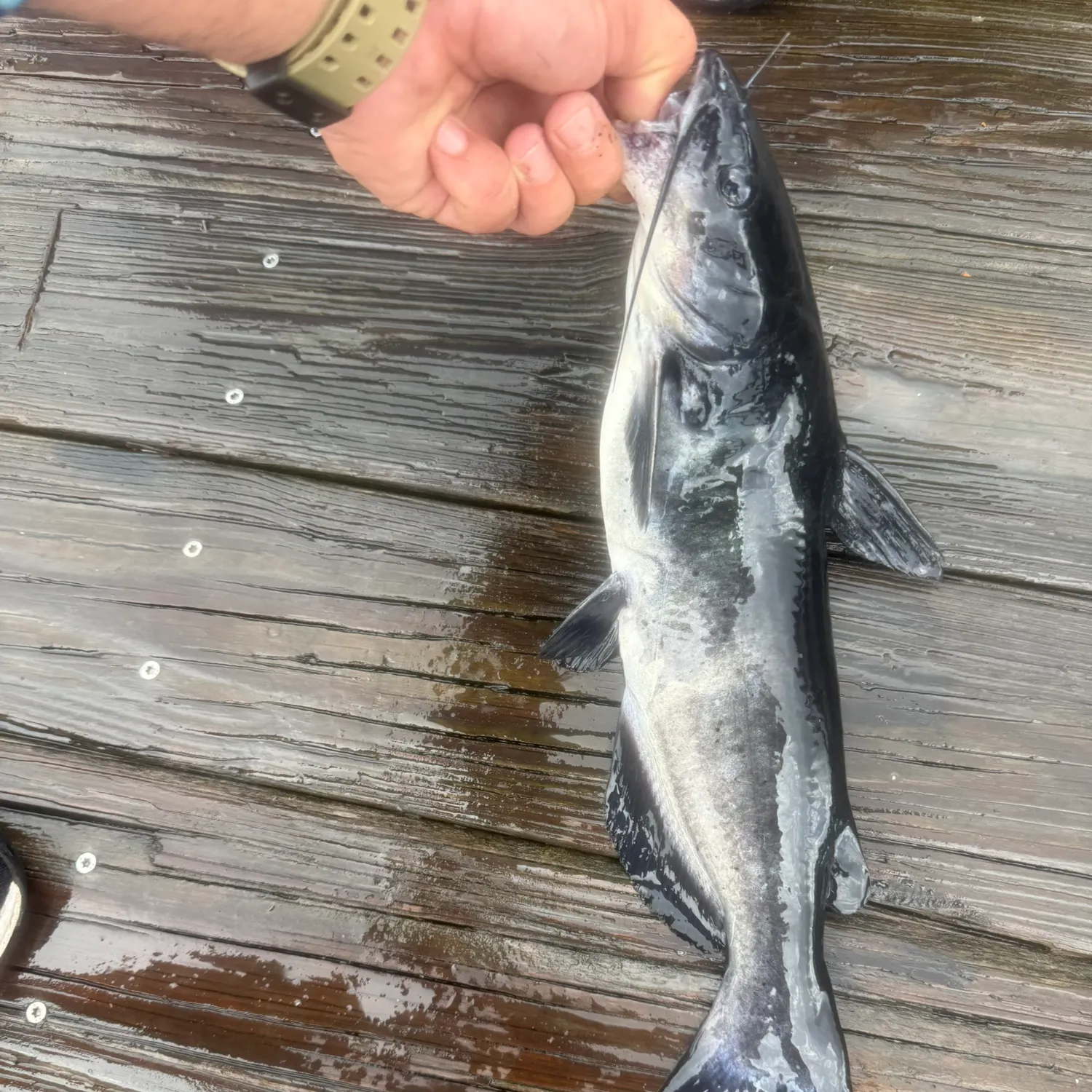 Channel catfish caught on Fishbrain