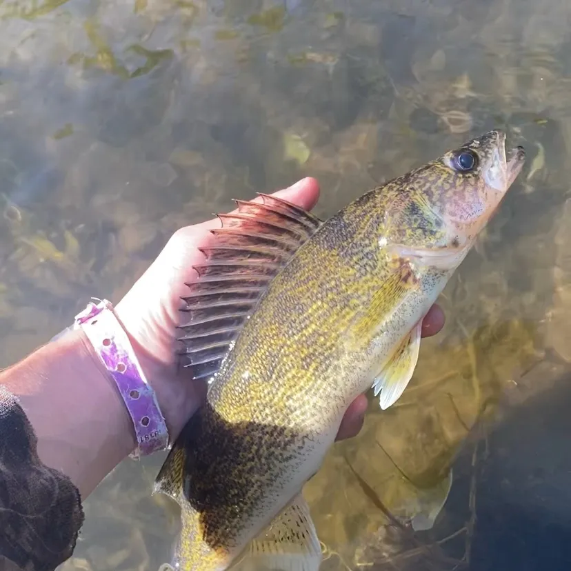 Walleye caught on Fishbrain