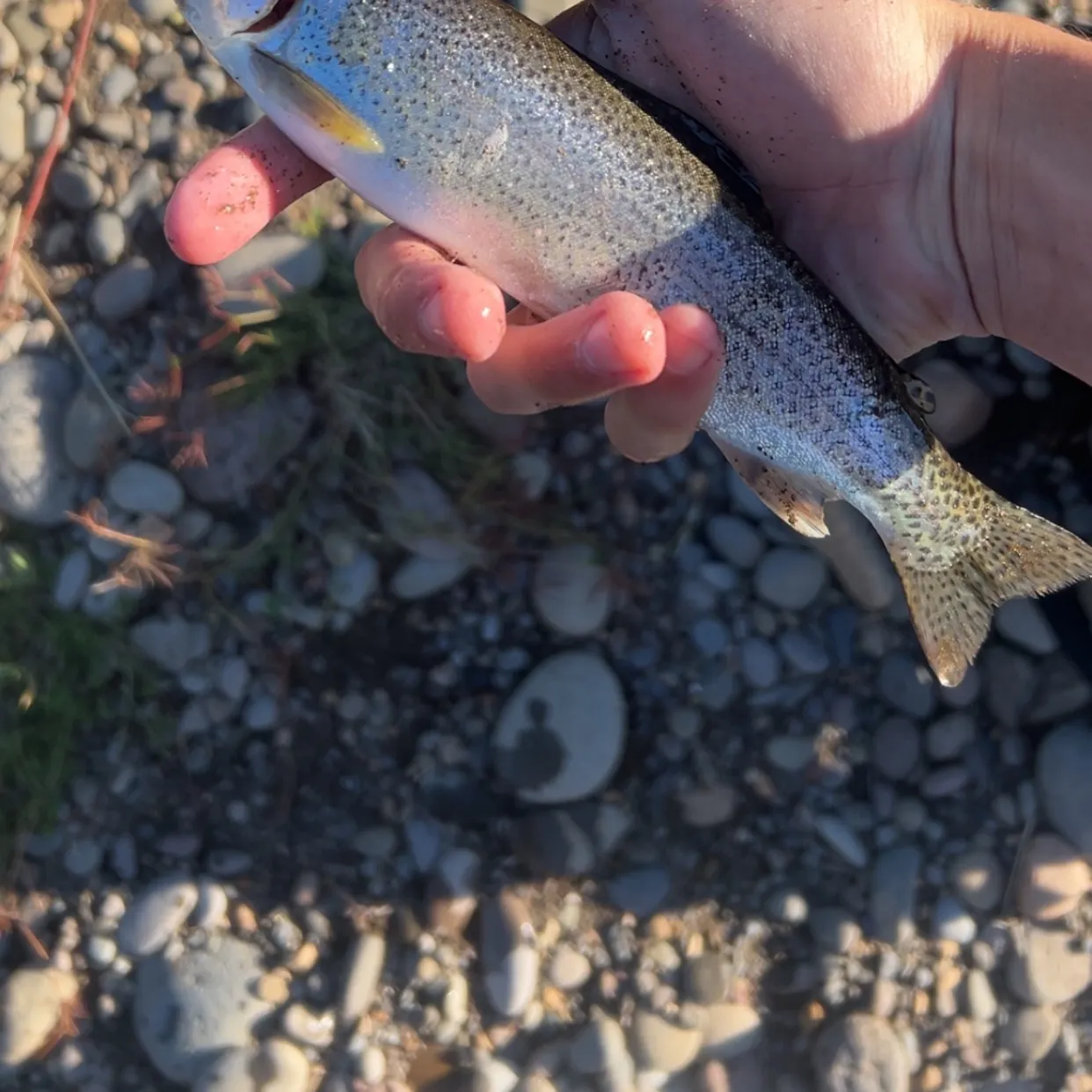 Coastal cutthroat trout caught on Fishbrain